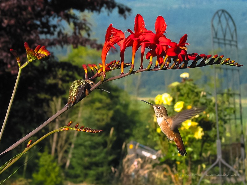 Hummingbirds
