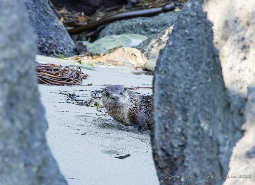 A Surprise Guest for&nbsp;Lunch