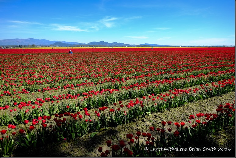 Tulips-73-2
