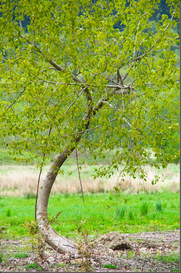 Tree taken with 135mm lens