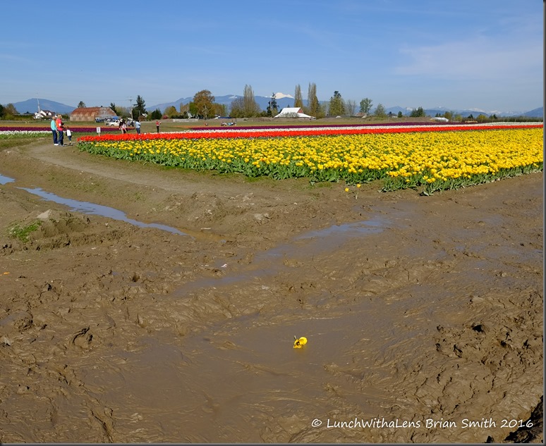 Tulips-146-2