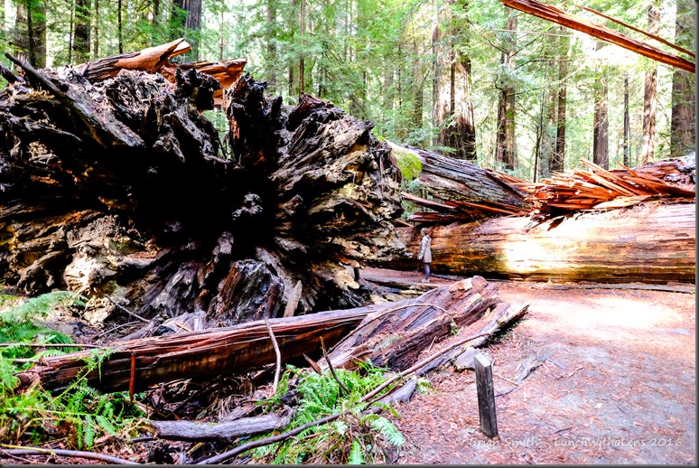 161026_ORCA_2016_681