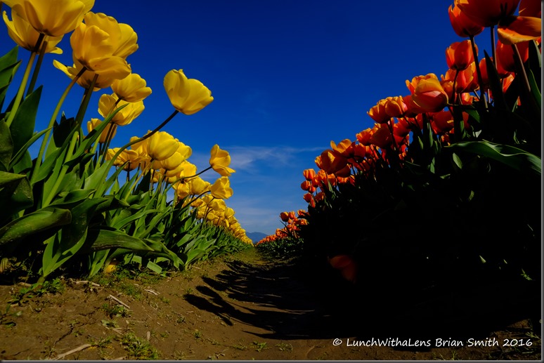 Tulips-141-2