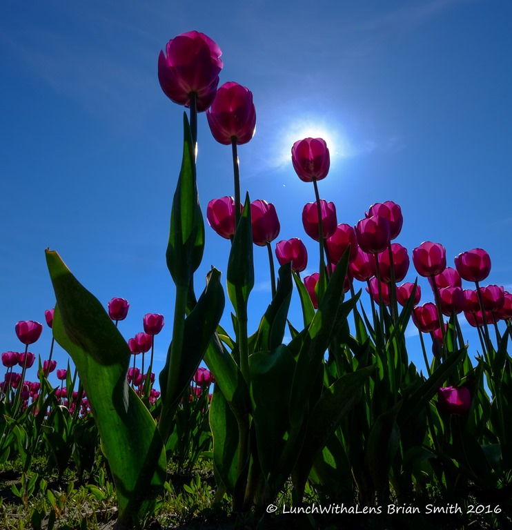 Skagit Valley Tulip&nbsp;Festival