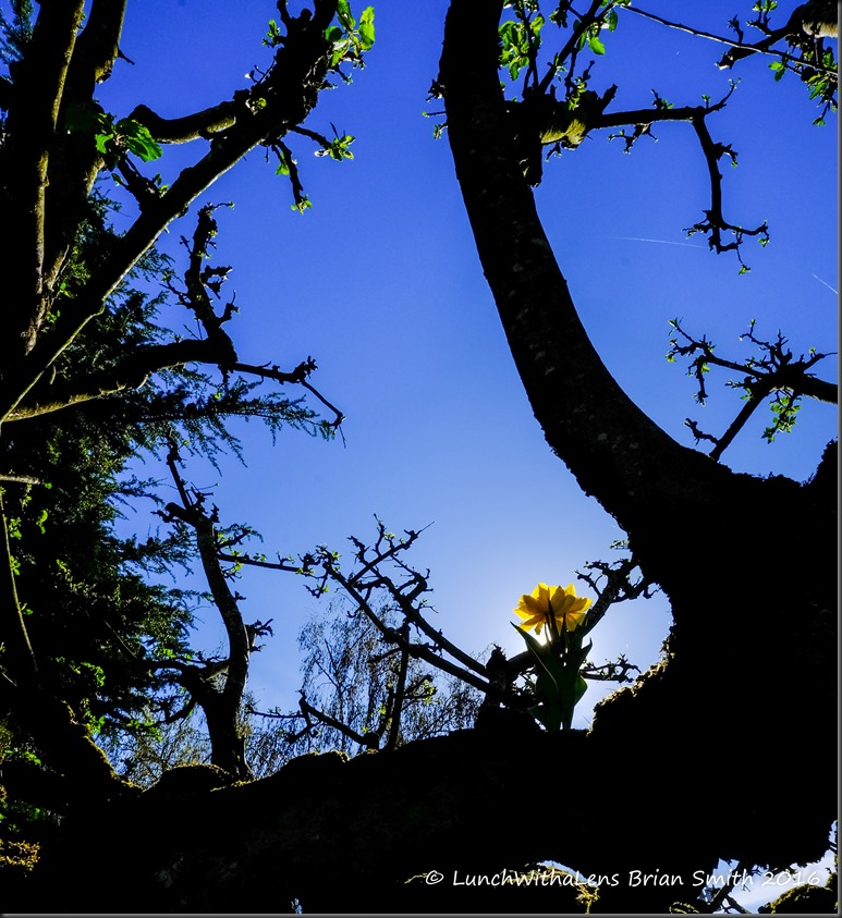 Tulips-181-2