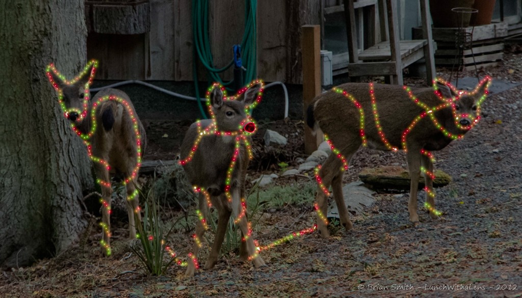 Deer in the tree&nbsp;lights