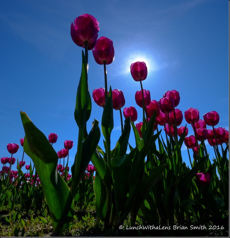 Tulips-158-2