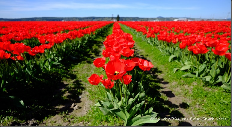 Tulips-4-2