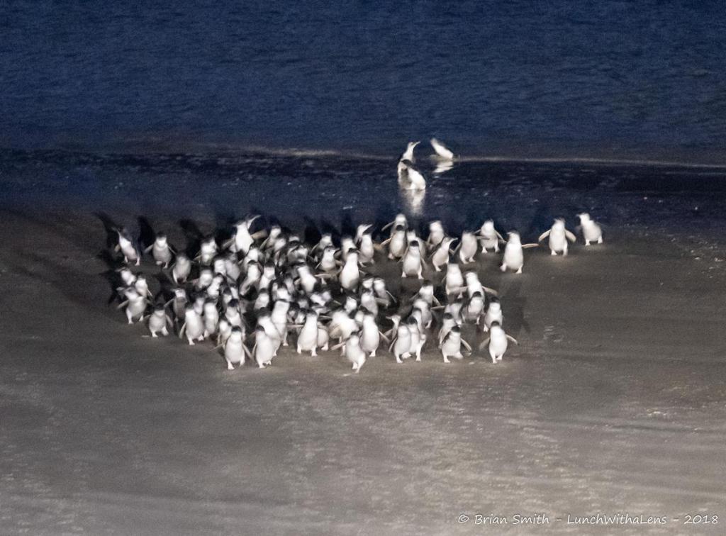 Road Trip 2018 – New Zealand – Dunedin and&nbsp;Oamaru