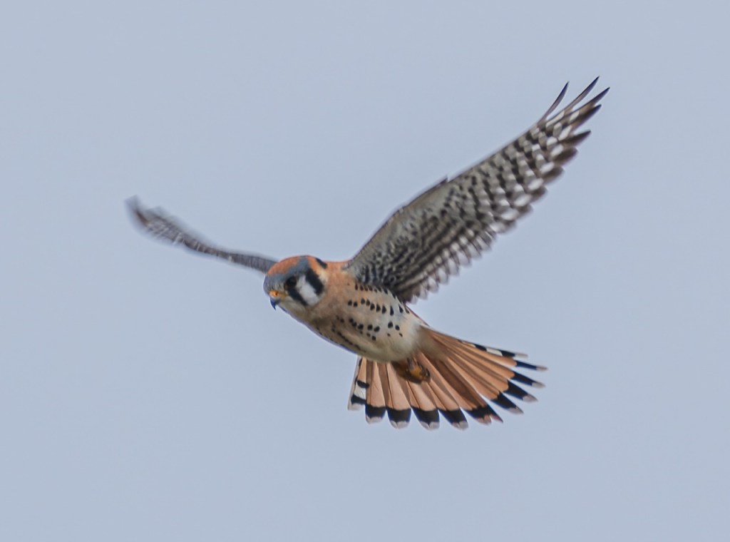 An Afternoon of Birds at Las&nbsp;Gallinas