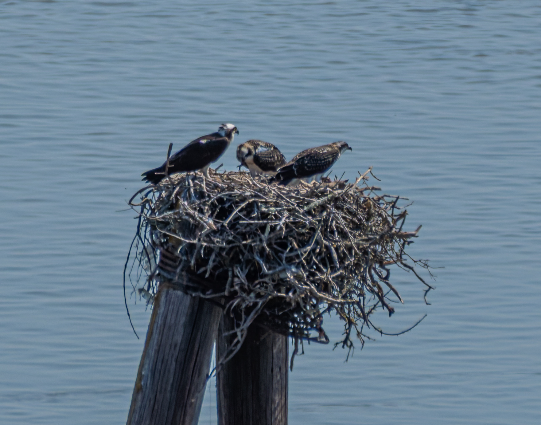 Three ospreys stand on a large stick nest atop wooden posts, with calm blue water filling the background.