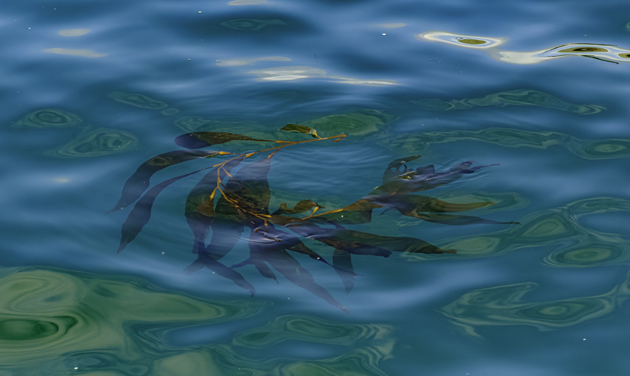A cluster of dark, ribbon-like seaweed floats on the surface of calm, blue-green water, its fronds spreading out in a loose, tangled arrangement.