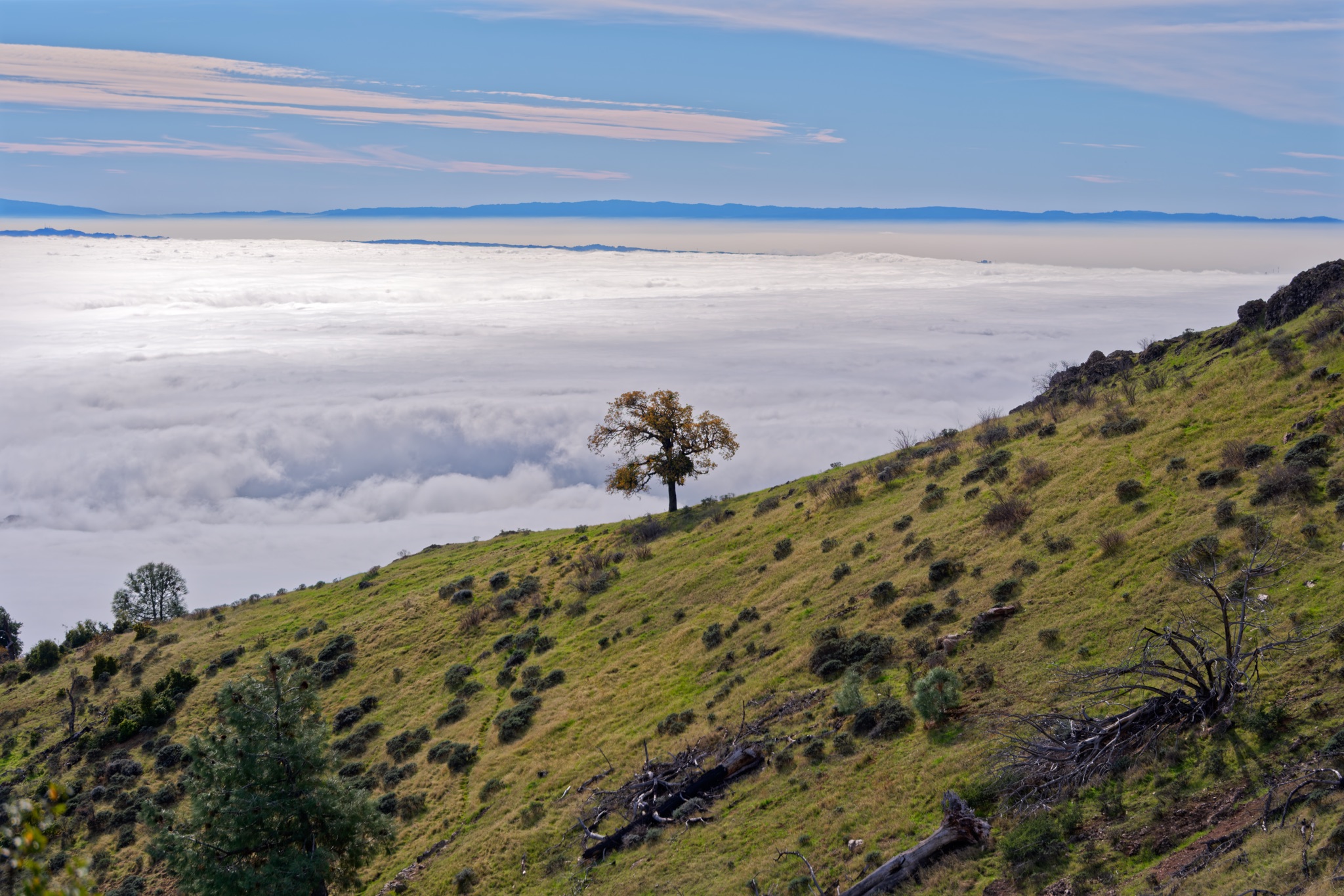 A lone tree stands on a grassy hillside above a thick sea of clouds, with distant blue mountains visible on the horizon.