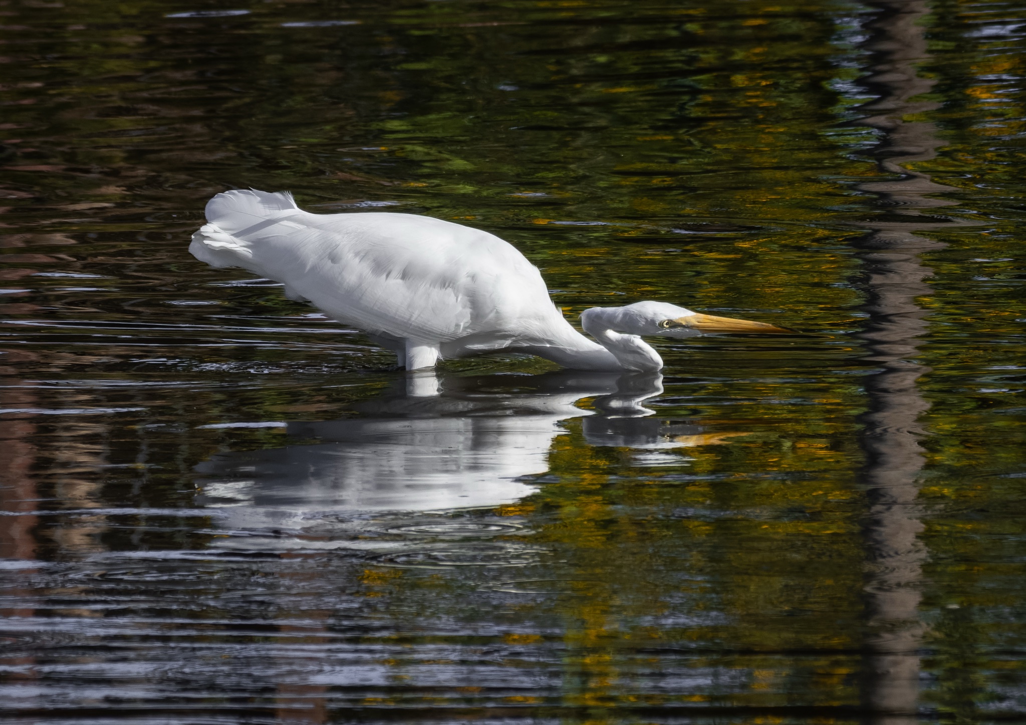 A Great Egret with a yellow beak stands in shallow water, its head lowered to the surface as it hunts for food.