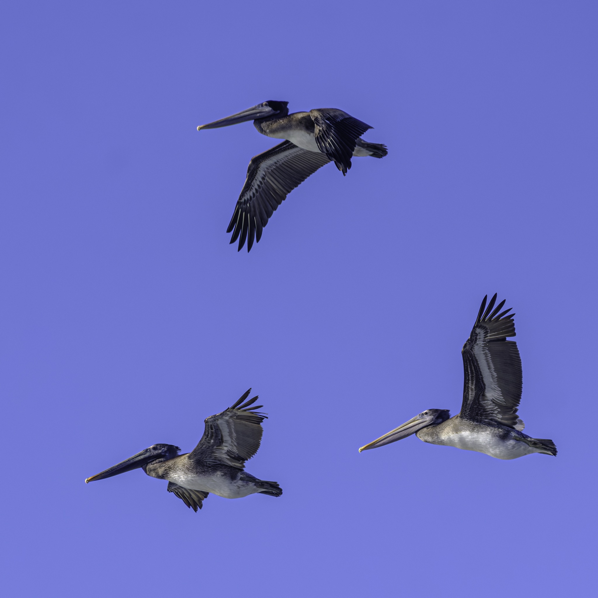 Three brown pelicans soar through a clear blue sky, their long beaks and outstretched wings visible in flight.