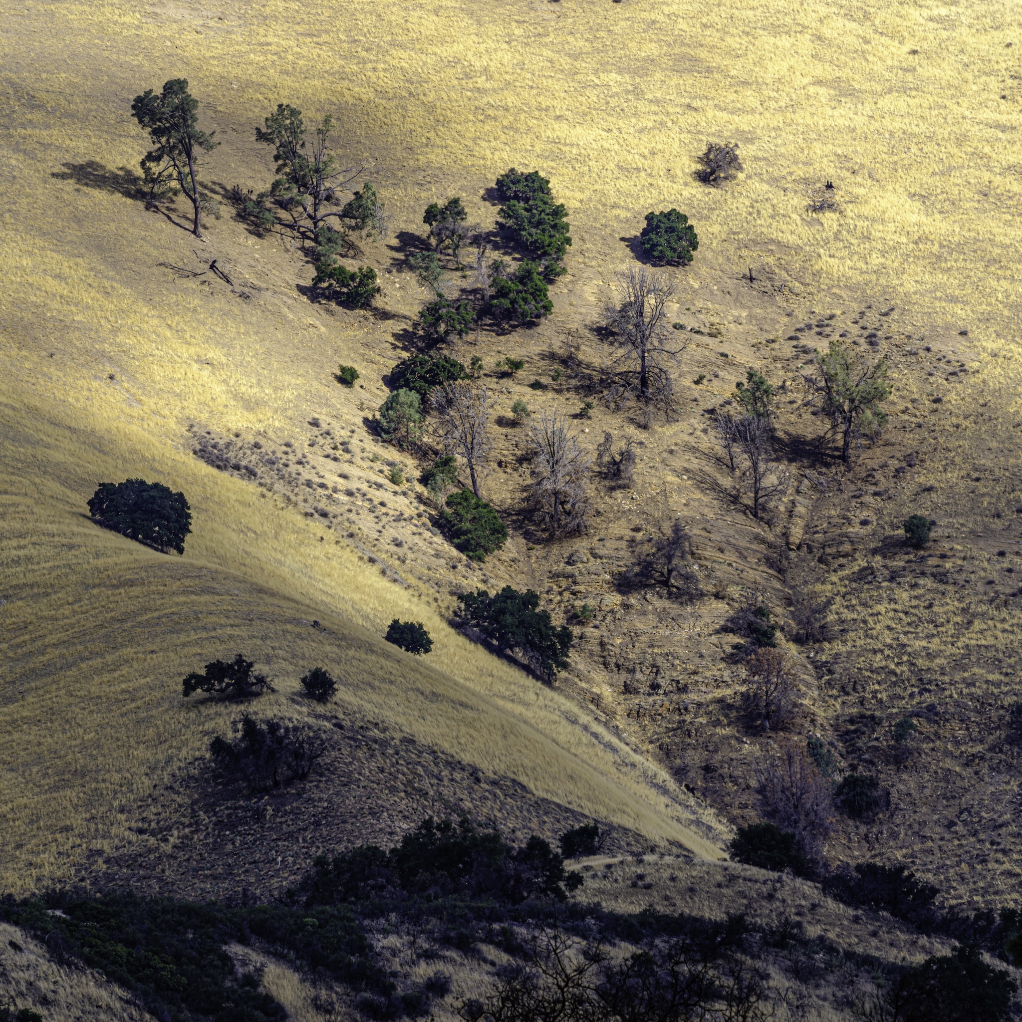 Dry golden hillsides slope down to a shaded valley dotted with scattered trees and shrubs along Lover's Loop Trail in California.