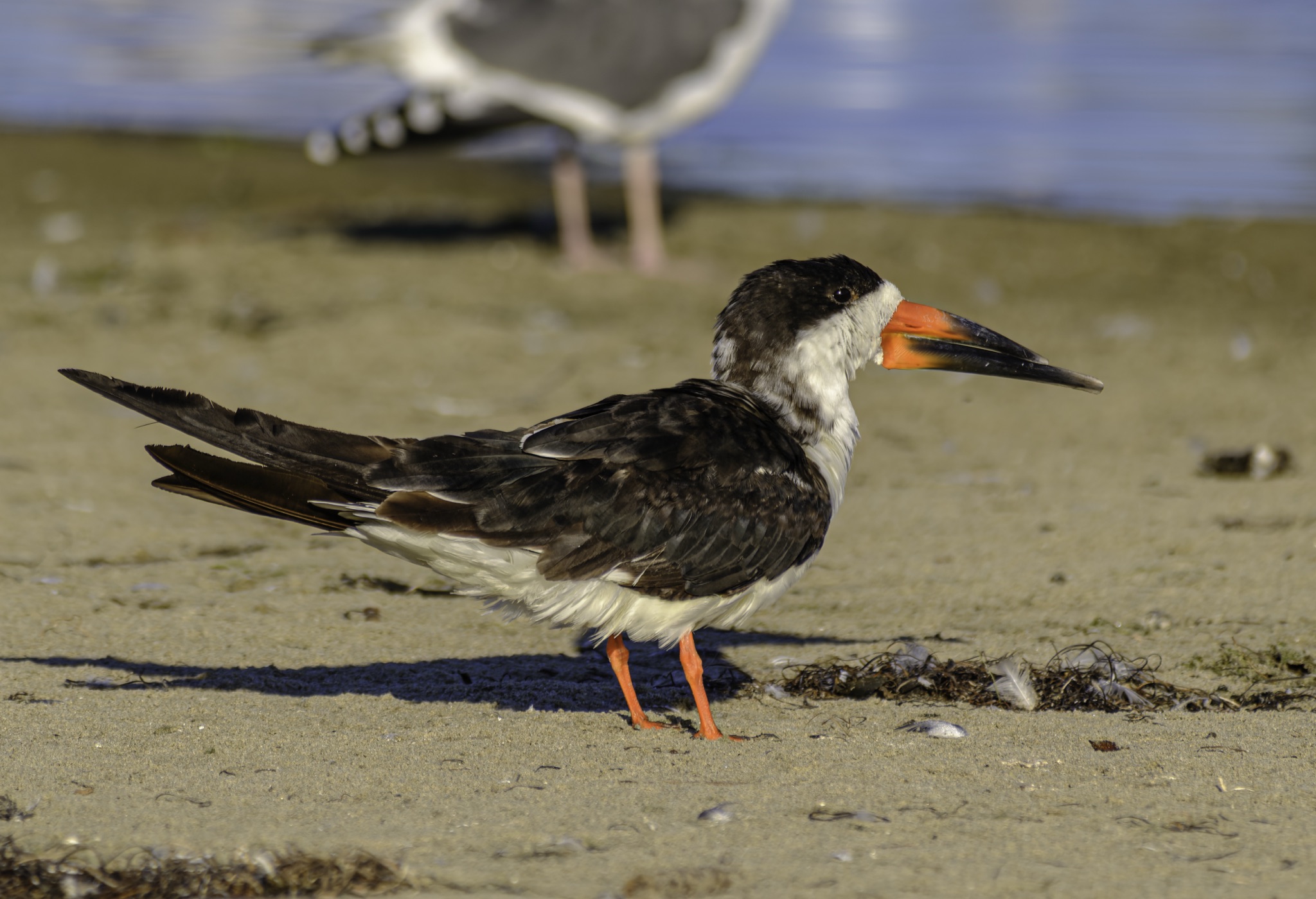 A Black Skimmer with a long orange beak stands on a sandy beach, with a blurred gull in the background.