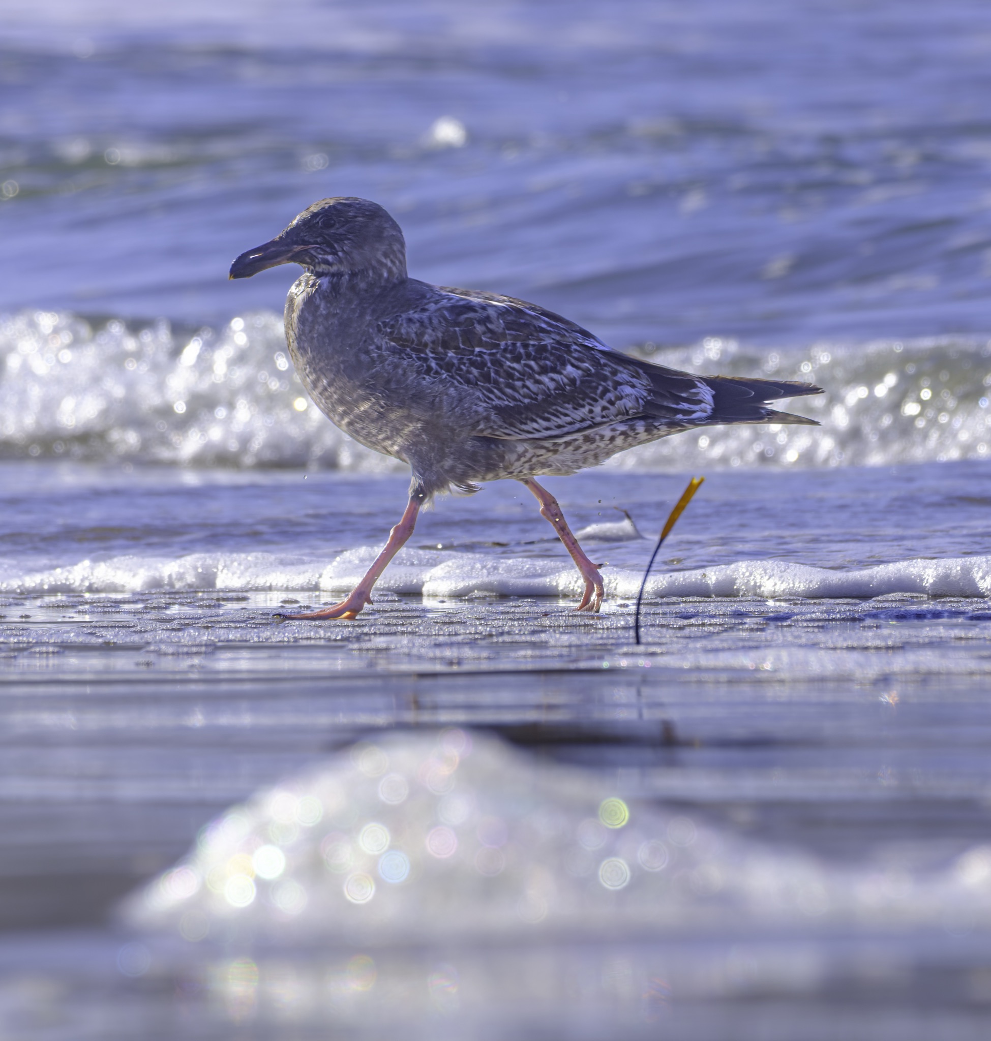 A Western Gull with mottled gray and white feathers walks on wet sand at the edge of a breaking wave.