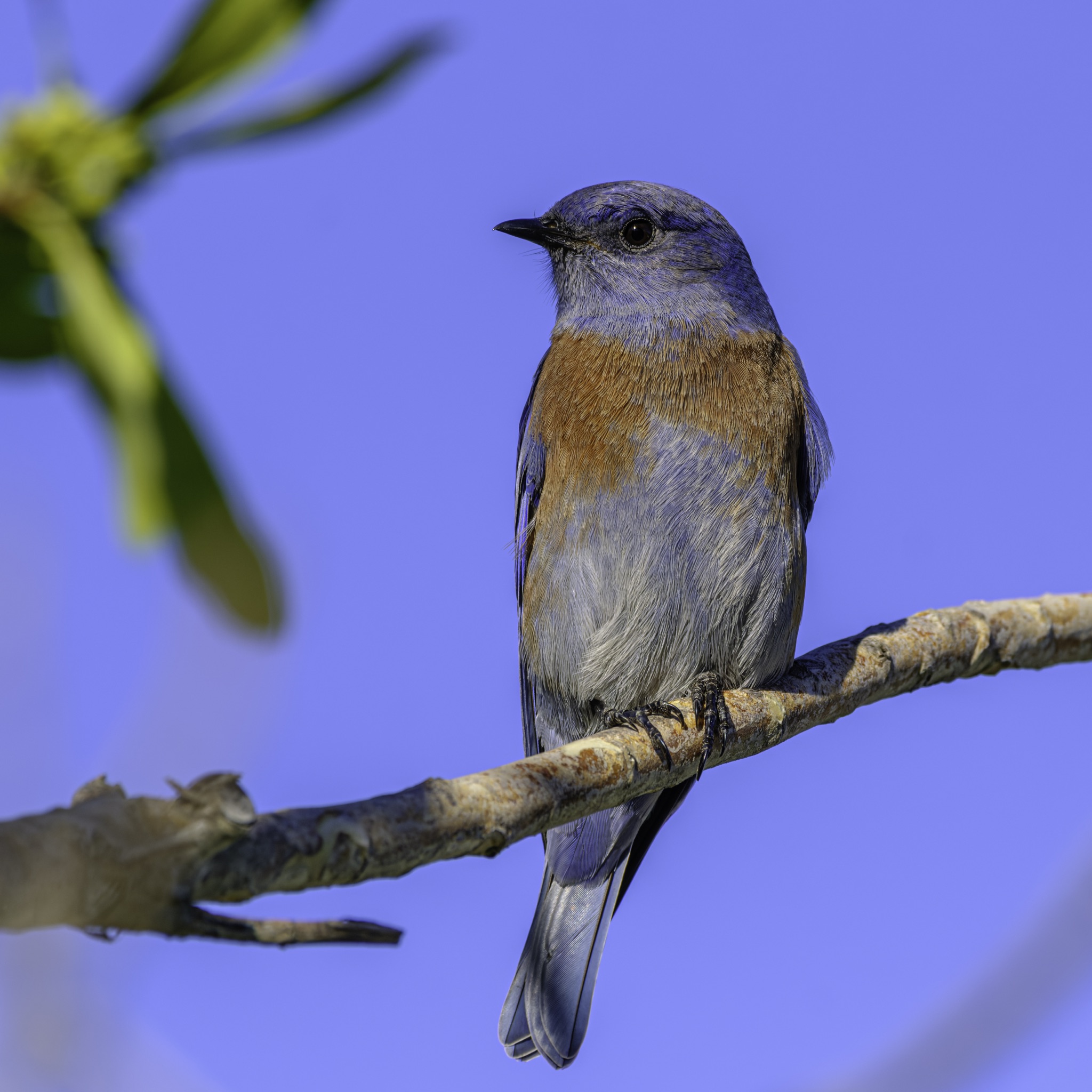 A Western Bluebird perches on a bare branch, its blue head and rusty chest contrasting with the clear blue sky behind it.