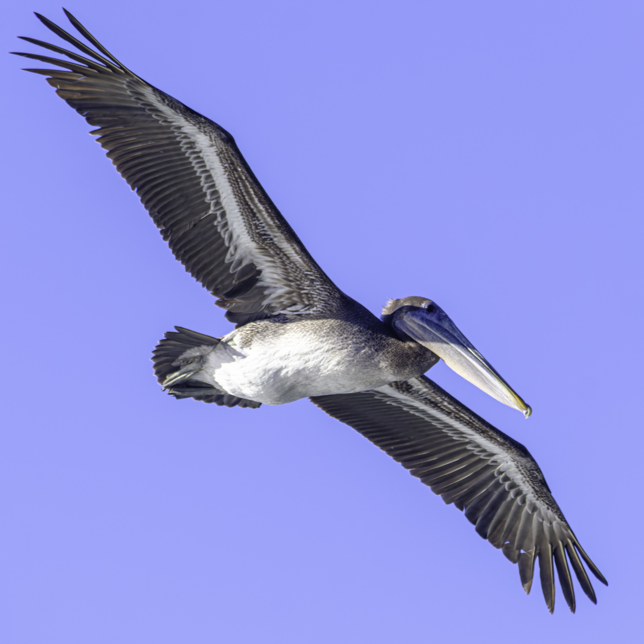 A brown pelican soars with wings fully extended against a clear, pale blue sky.