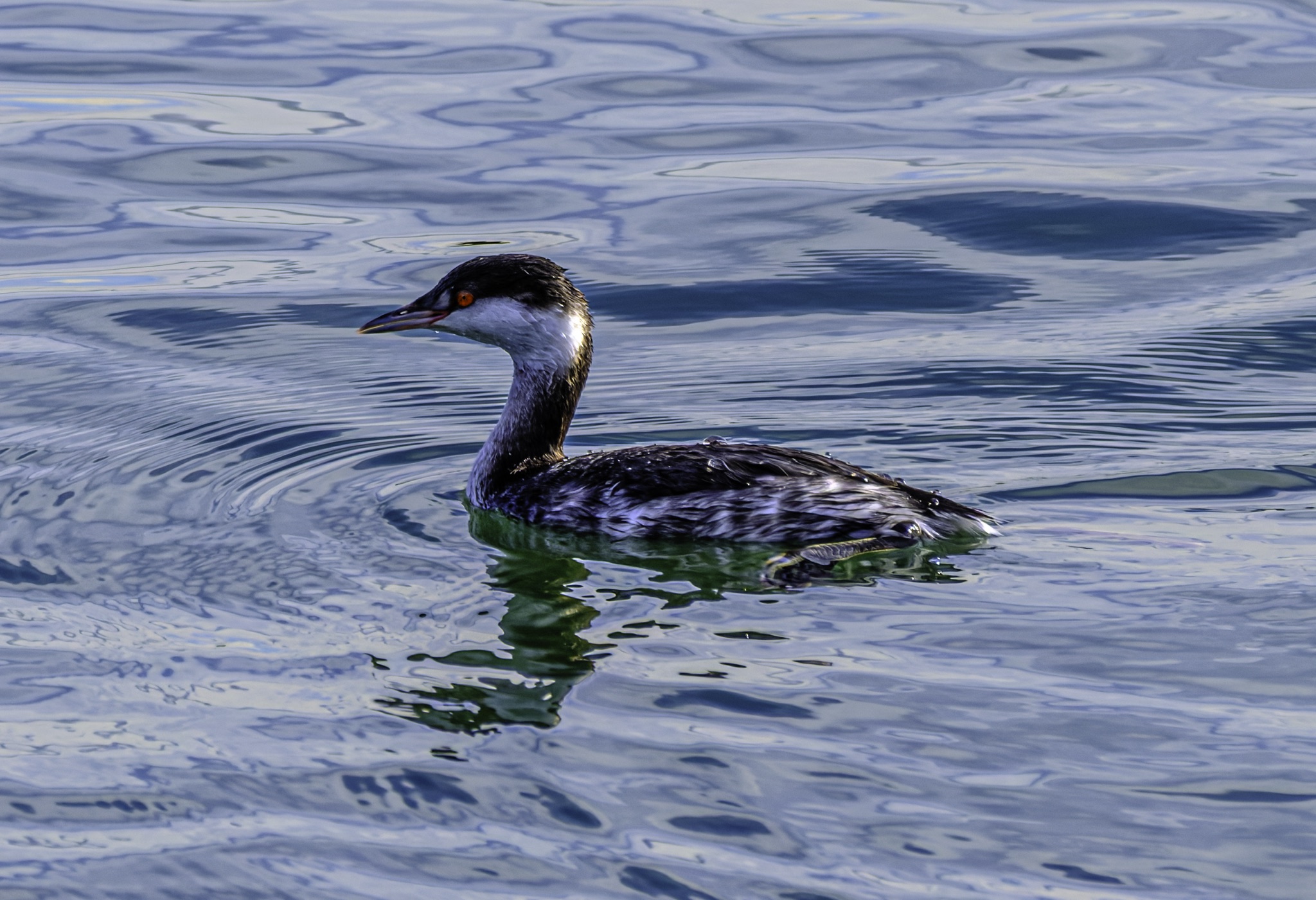 A Horned Grebe with a black cap and white cheeks glides across calm, rippling blue water.
