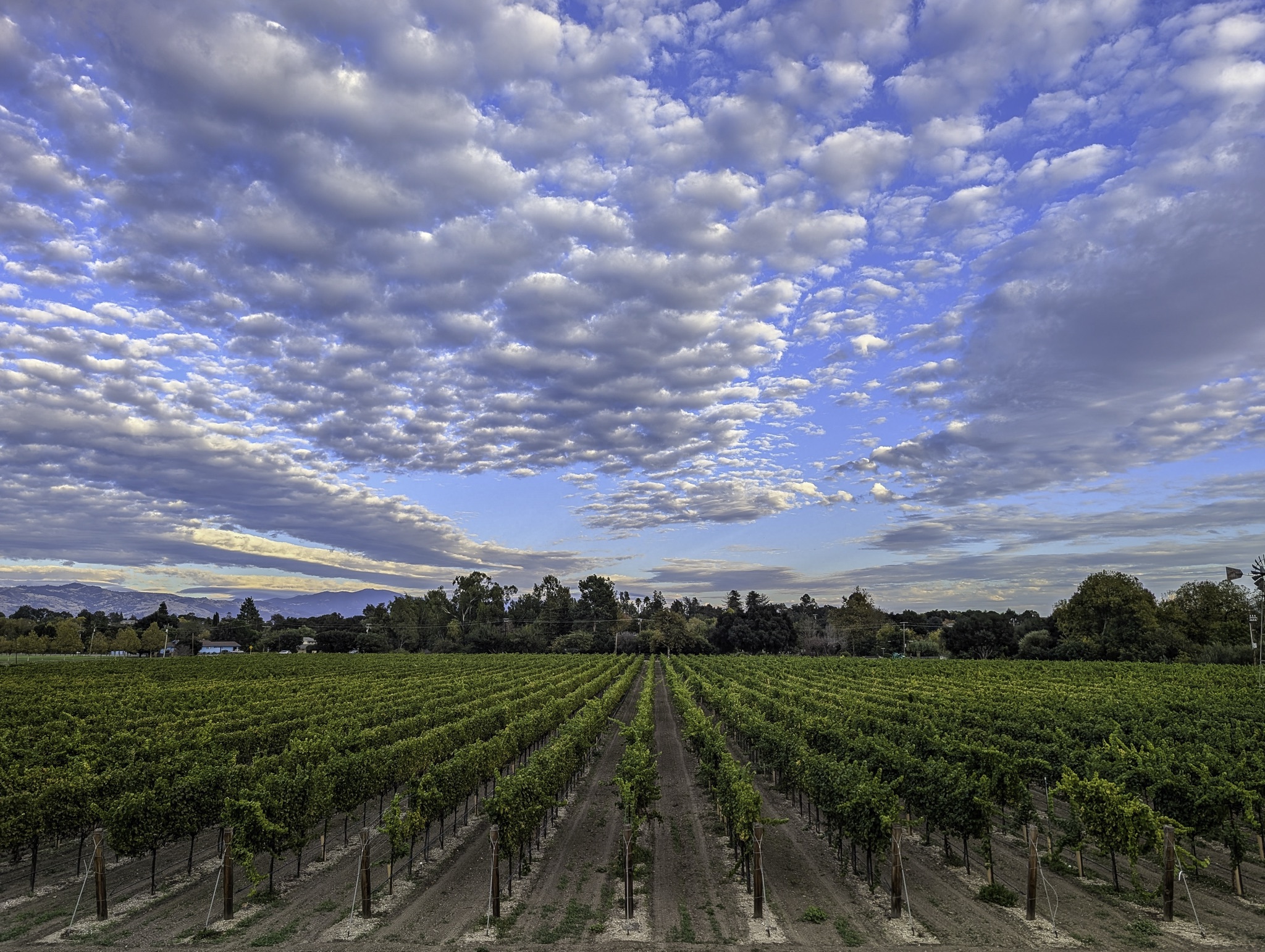 Rows of green grapevines on wooden posts stretch toward a tree line and distant hills beneath a blue sky filled with white clouds.