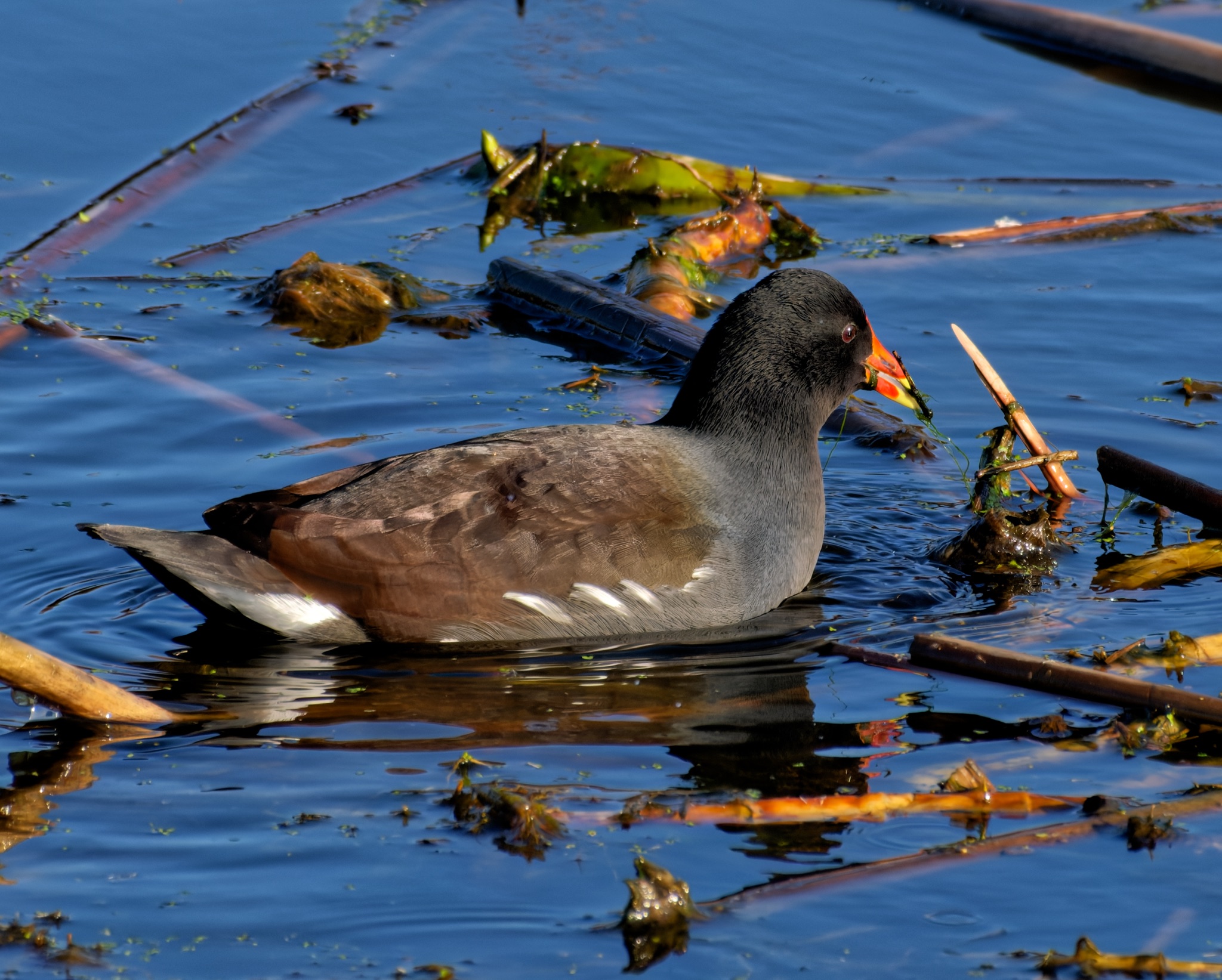 A Common Gallinule with a red and yellow beak swims through blue water scattered with floating sticks and leaves.
