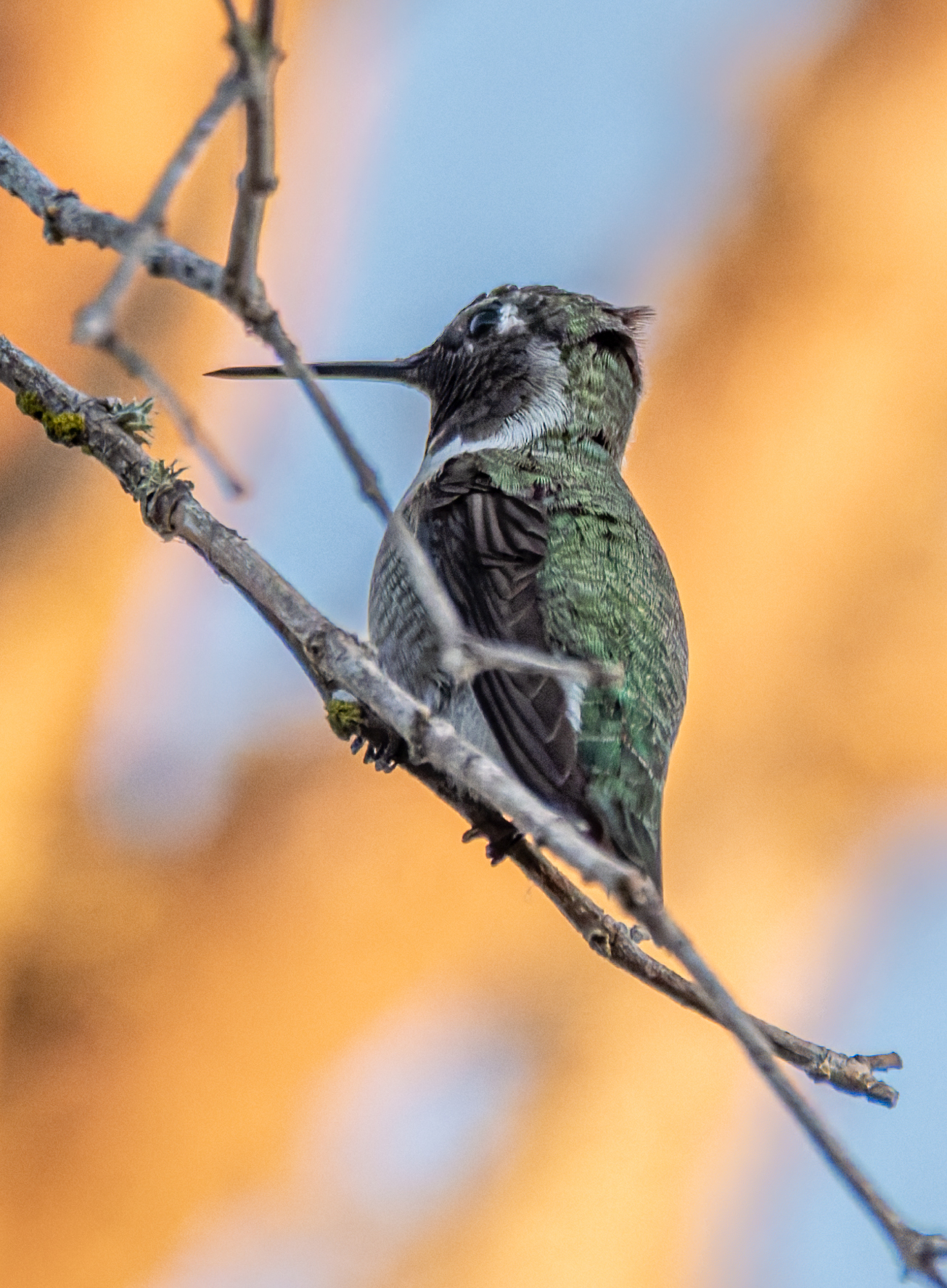 An Anna's Hummingbird perches on a bare twig, its green back and long beak visible against a soft orange and blue background.