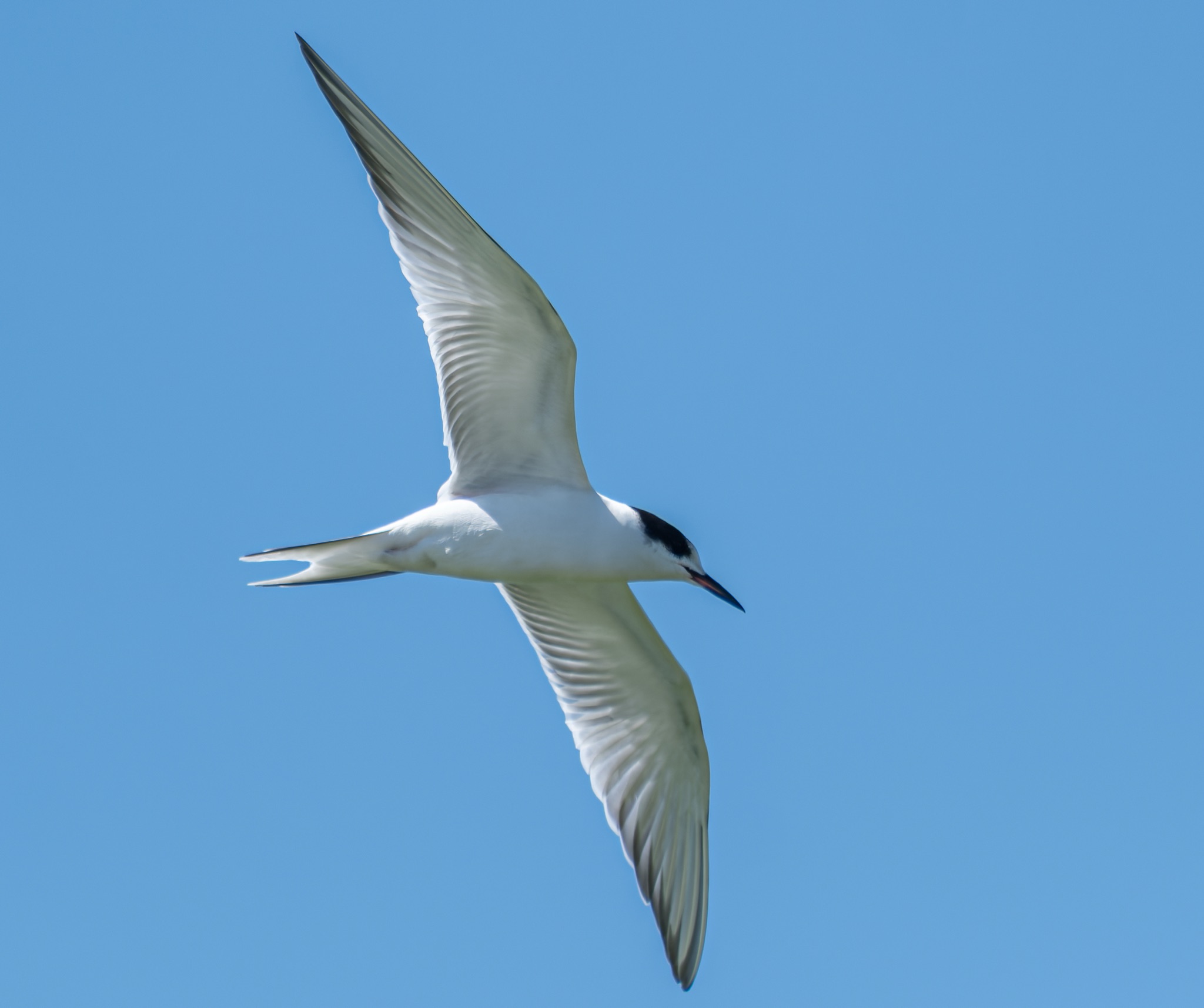 A Forster's Tern with white body and black cap glides through a clear blue sky, wings spread wide in flight.