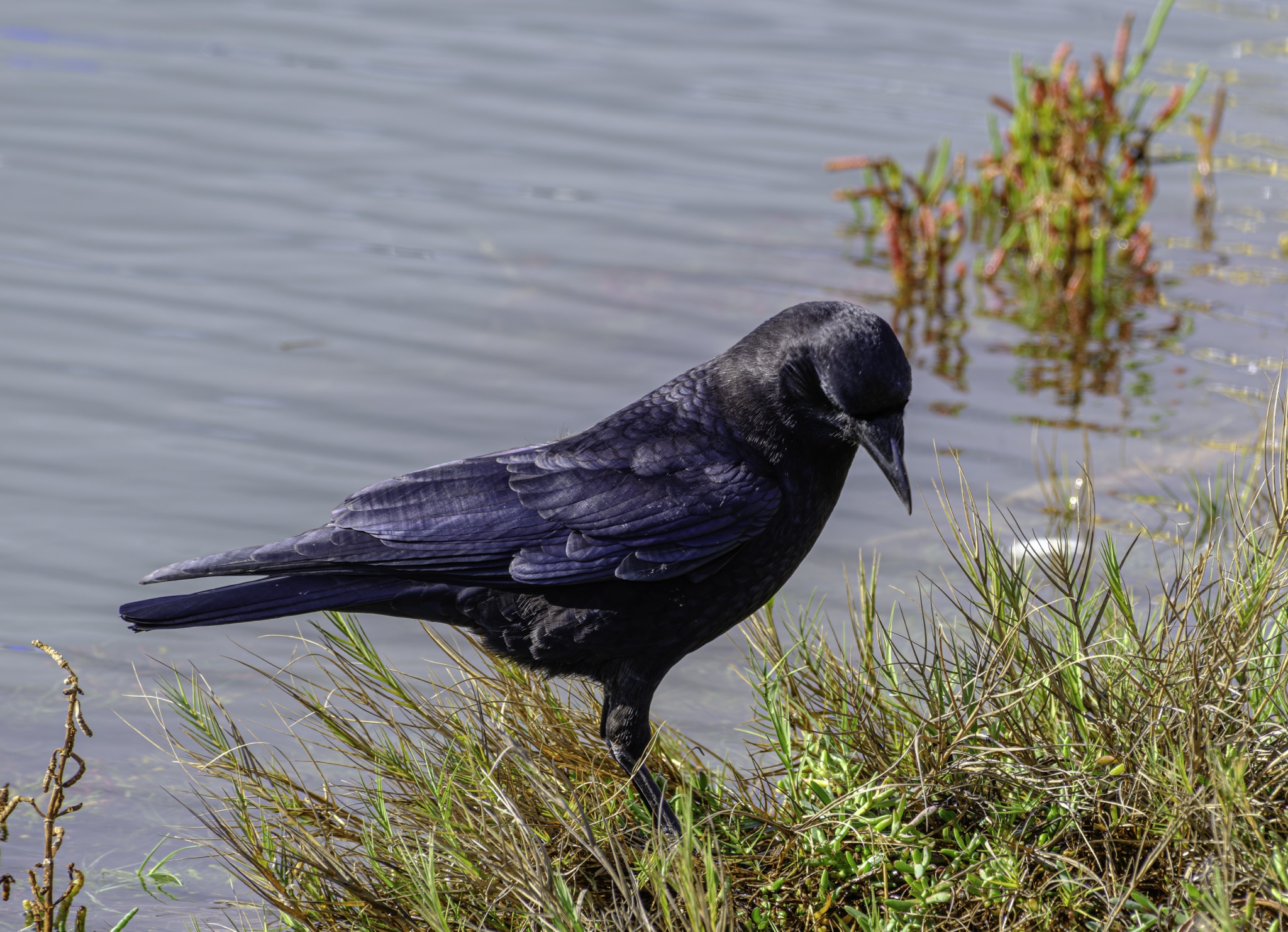 An American Crow stands on a patch of grass at the edge of a calm body of water.