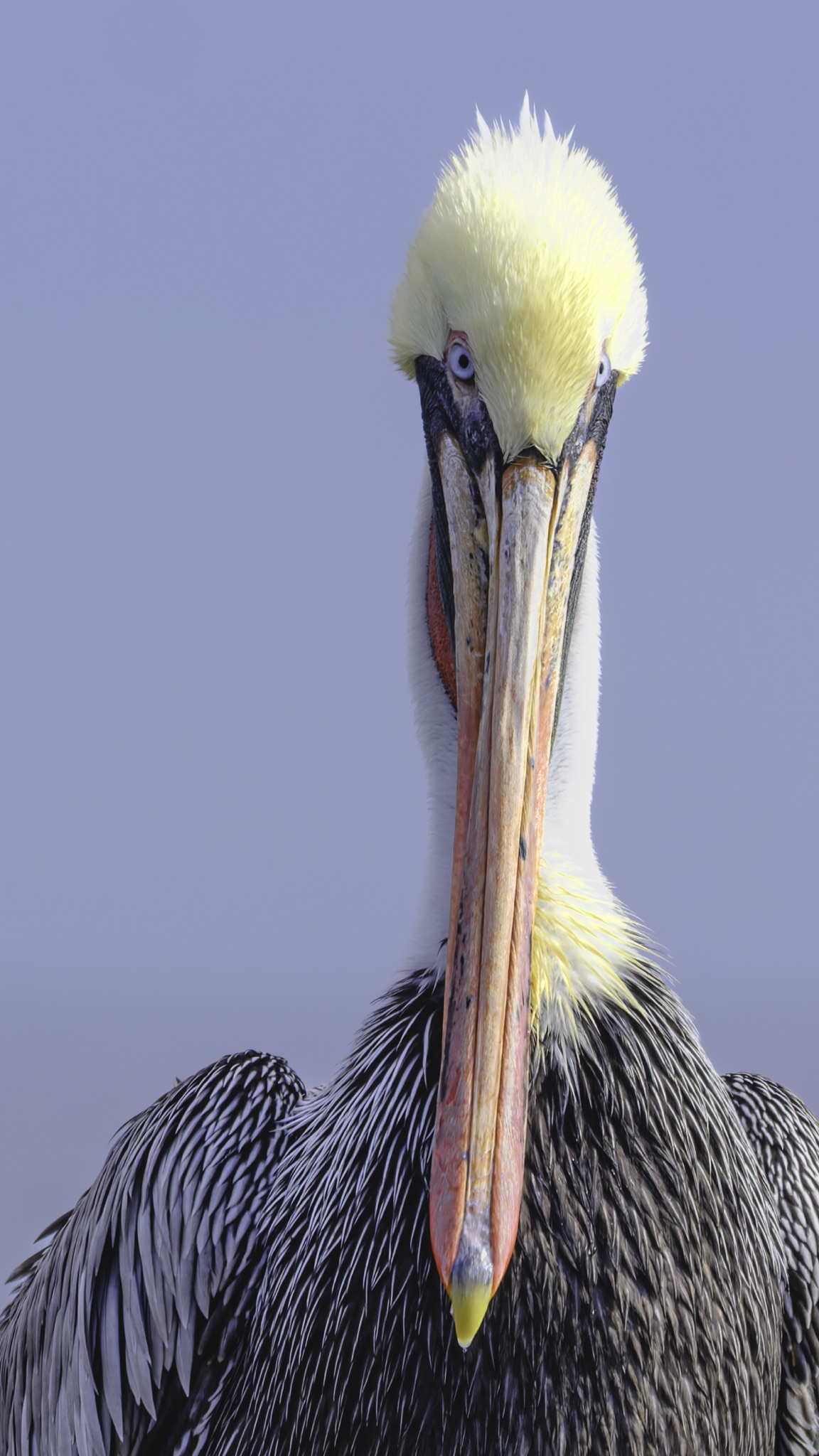 A brown pelican with a bright yellow head and long beak stares forward against a plain lavender sky.