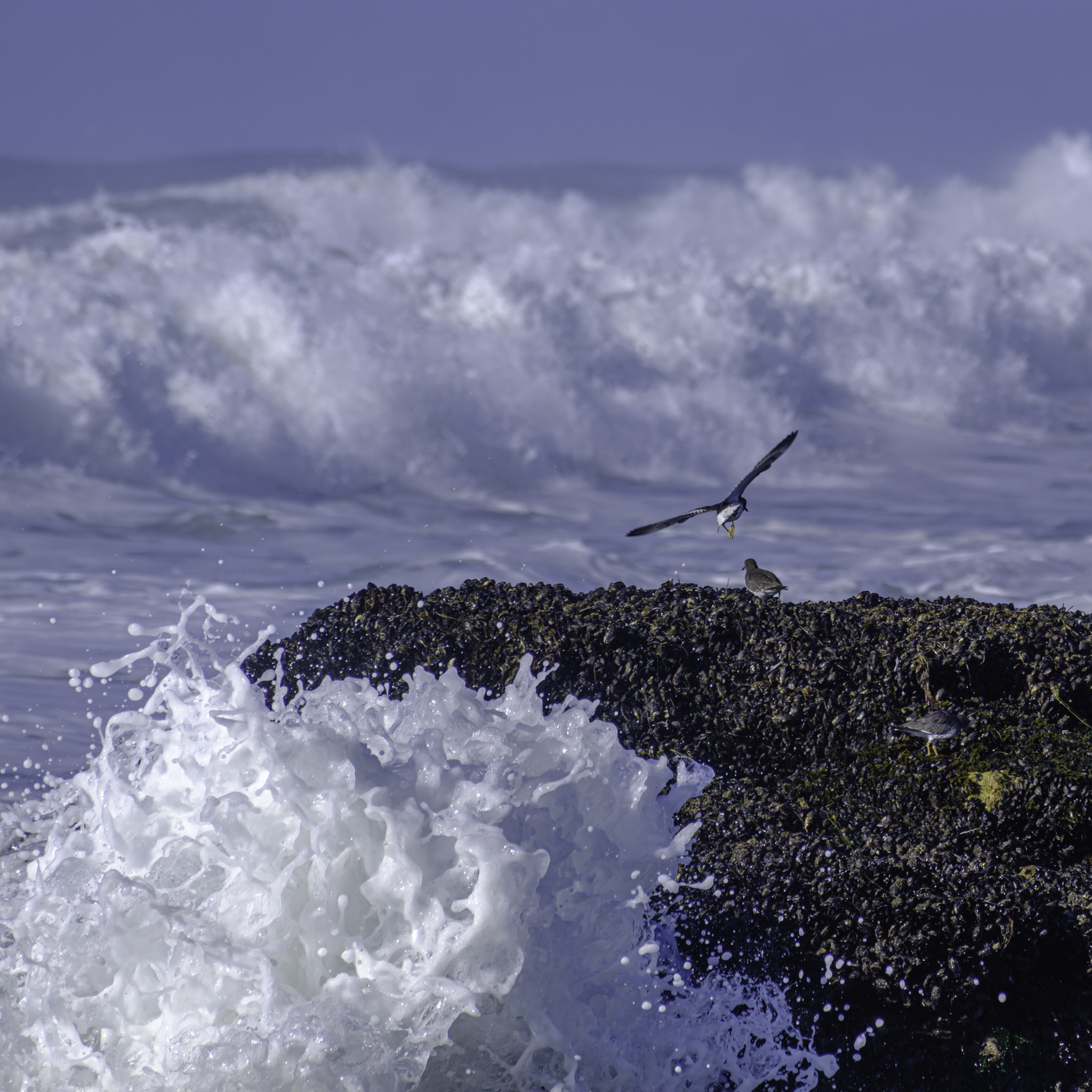 Surfbirds perch on a dark, barnacle-covered rock as a wave crashes against it, with a large breaking wave and a hazy blue sky behind.