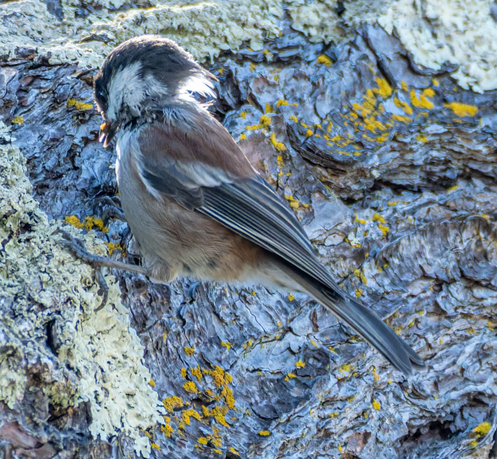 A chestnut-backed chickadee perches on a lichen-covered tree trunk, its head tilted downward as it probes the bark.