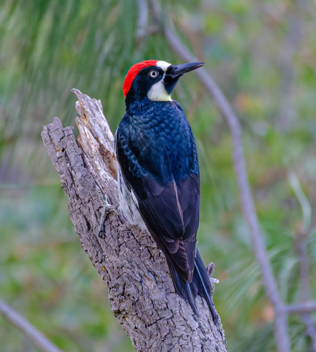 An Acorn Woodpecker with a red crown and white face perches on a broken tree stump, looking to the right.