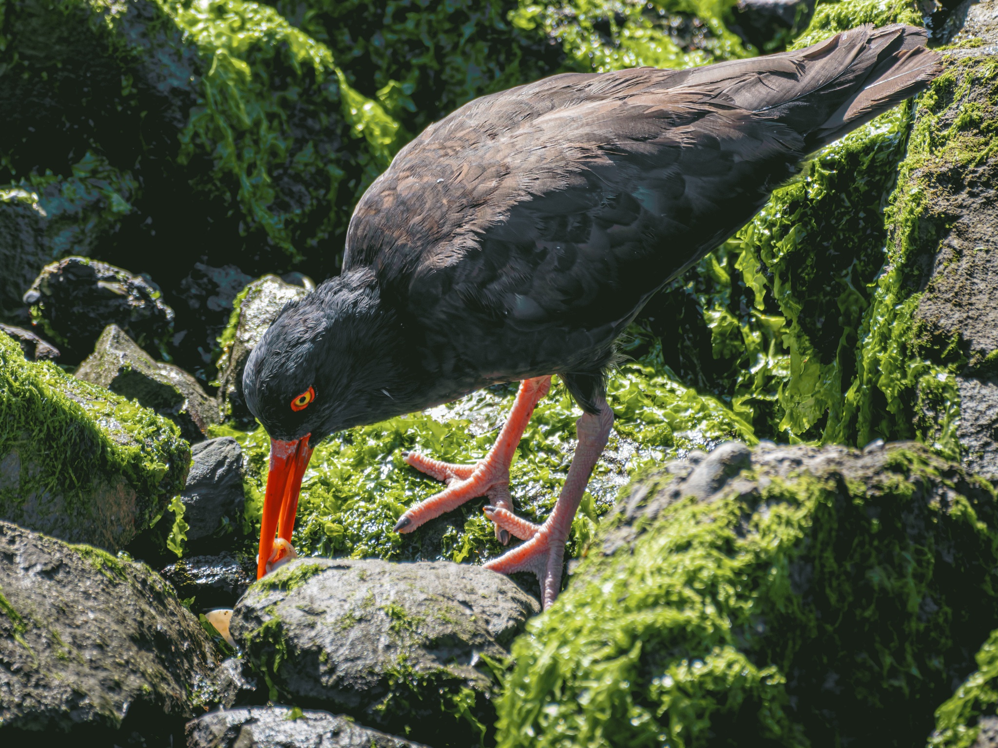 A Black Oystercatcher with a bright orange beak and legs probes for food among green seaweed on wet rocks.