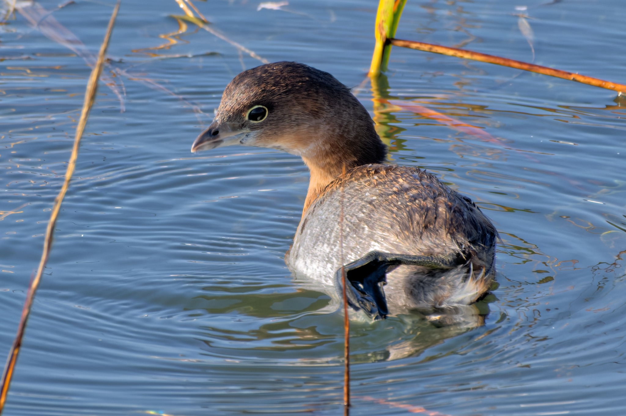 A Pied-billed Grebe swims through calm blue water, its dark head and grey body visible among thin reeds.