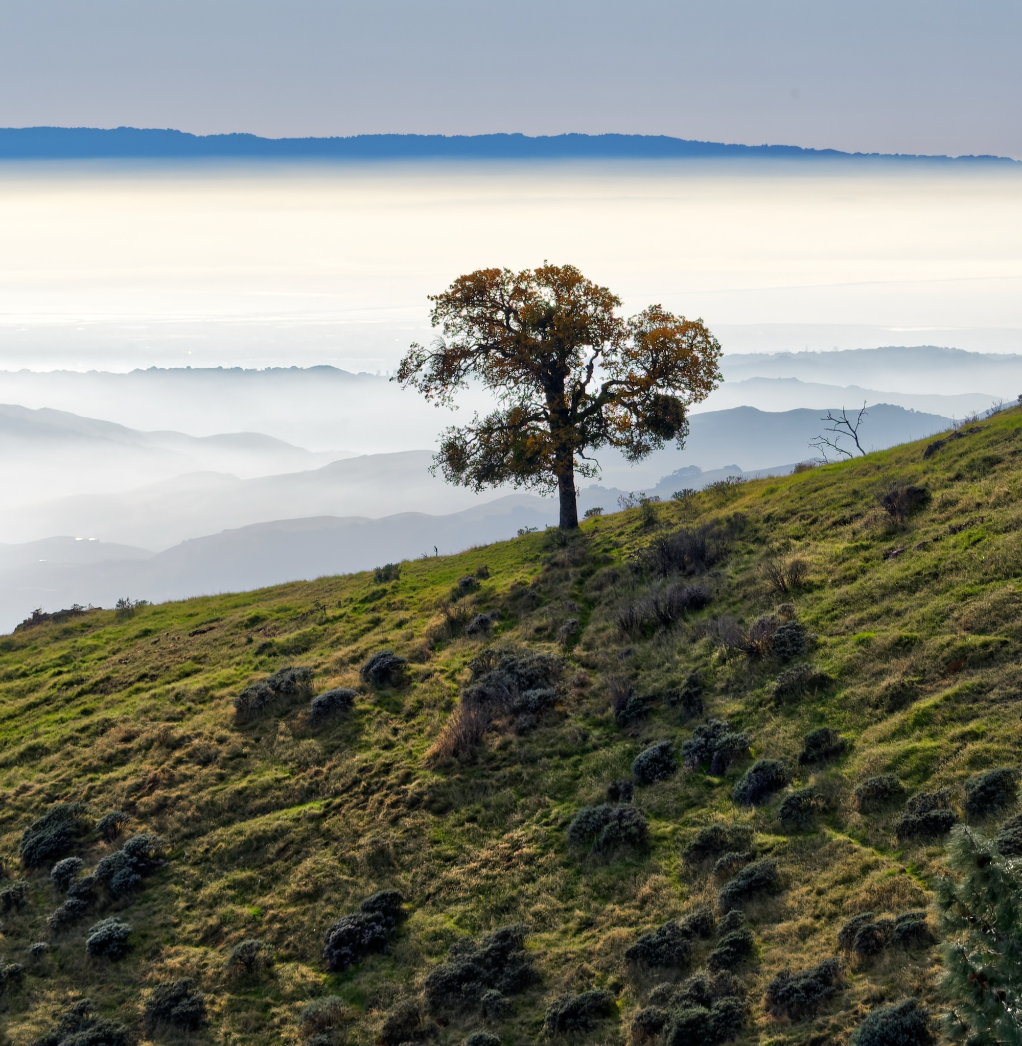 A lone oak tree with autumn foliage stands on a grassy hillside above a sea of fog and distant blue mountain ridges.