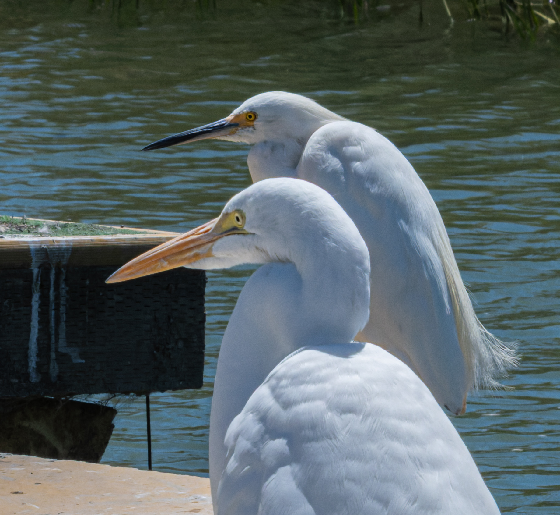 A Great Egret and a Snowy Egret stand together on a dock by the water, their long necks curved and beaks pointing left.