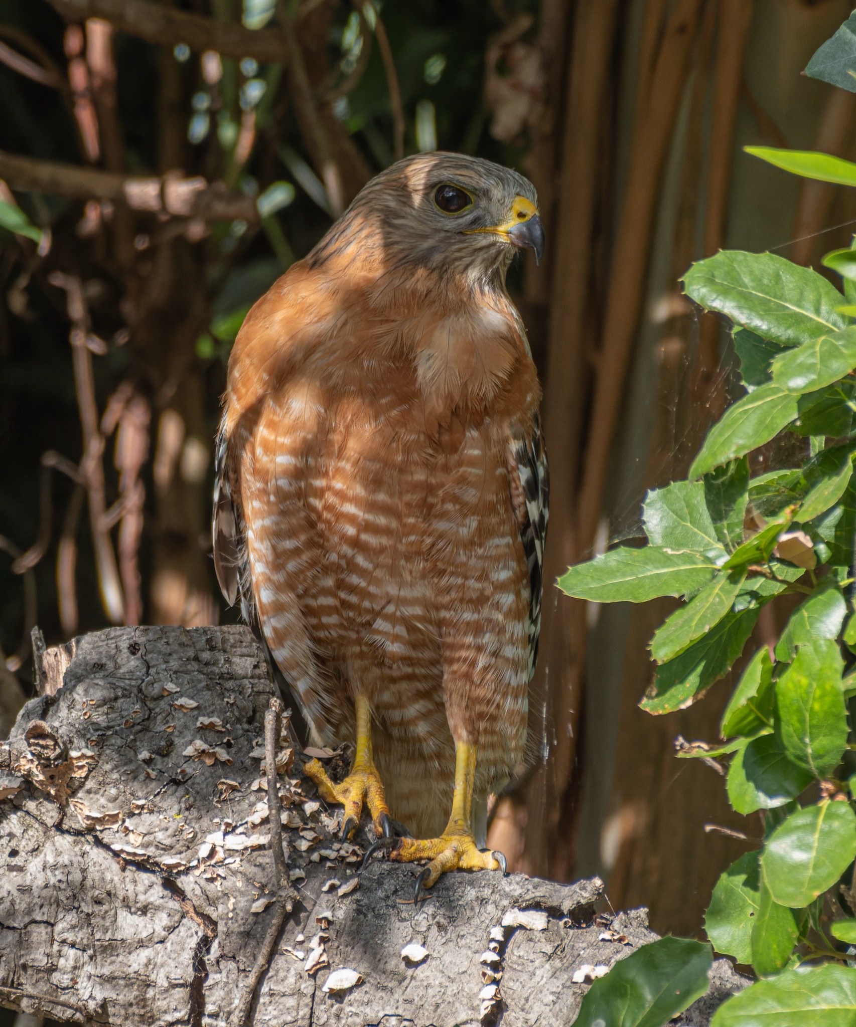 A red-shouldered hawk perches on a weathered tree stump, its yellow talons gripping the bark, with green leaves and branches in the background.