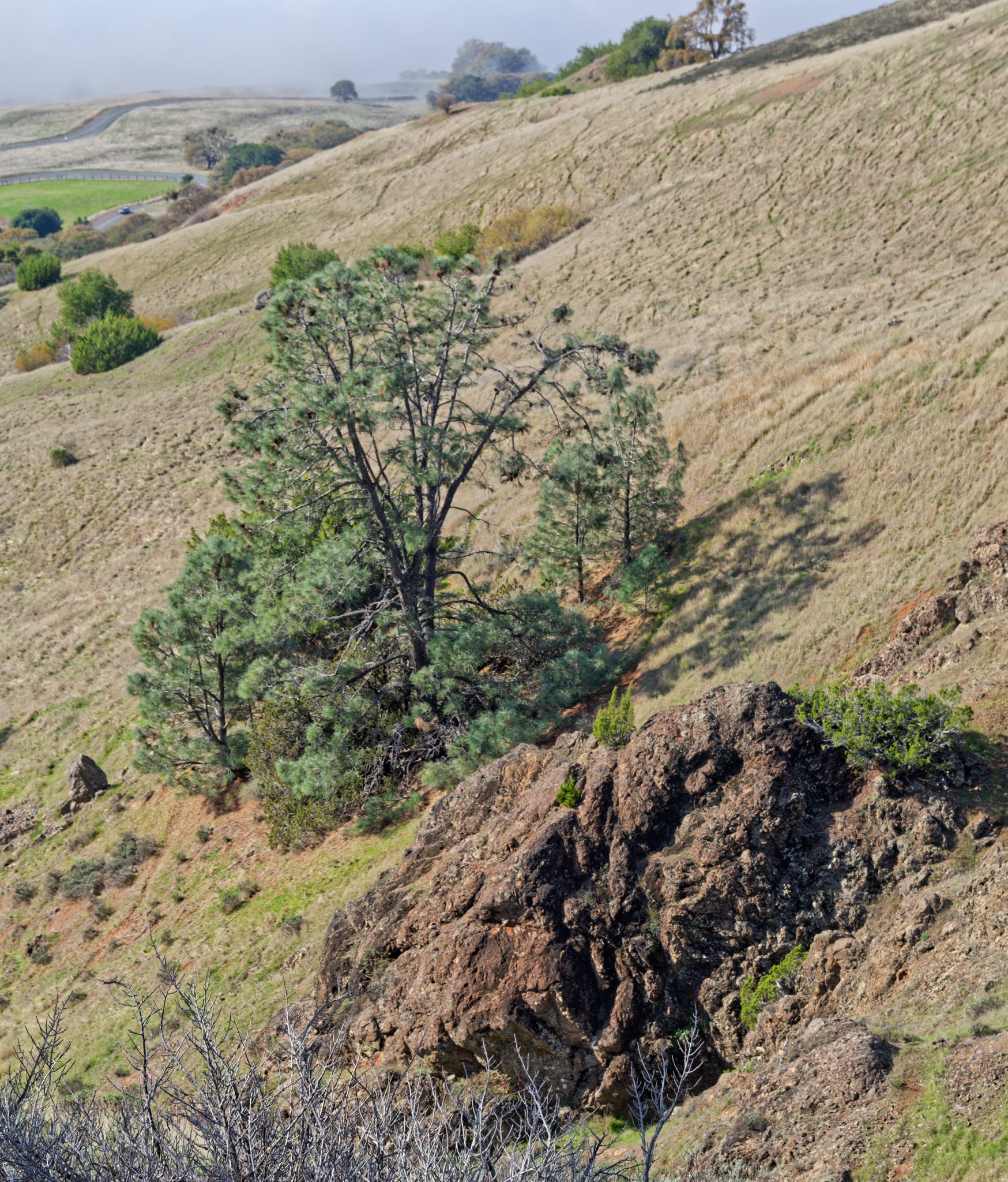 Pine trees and shrubs grow on a dry, grassy hillside above a large rocky outcrop, with a winding road visible in the distance.