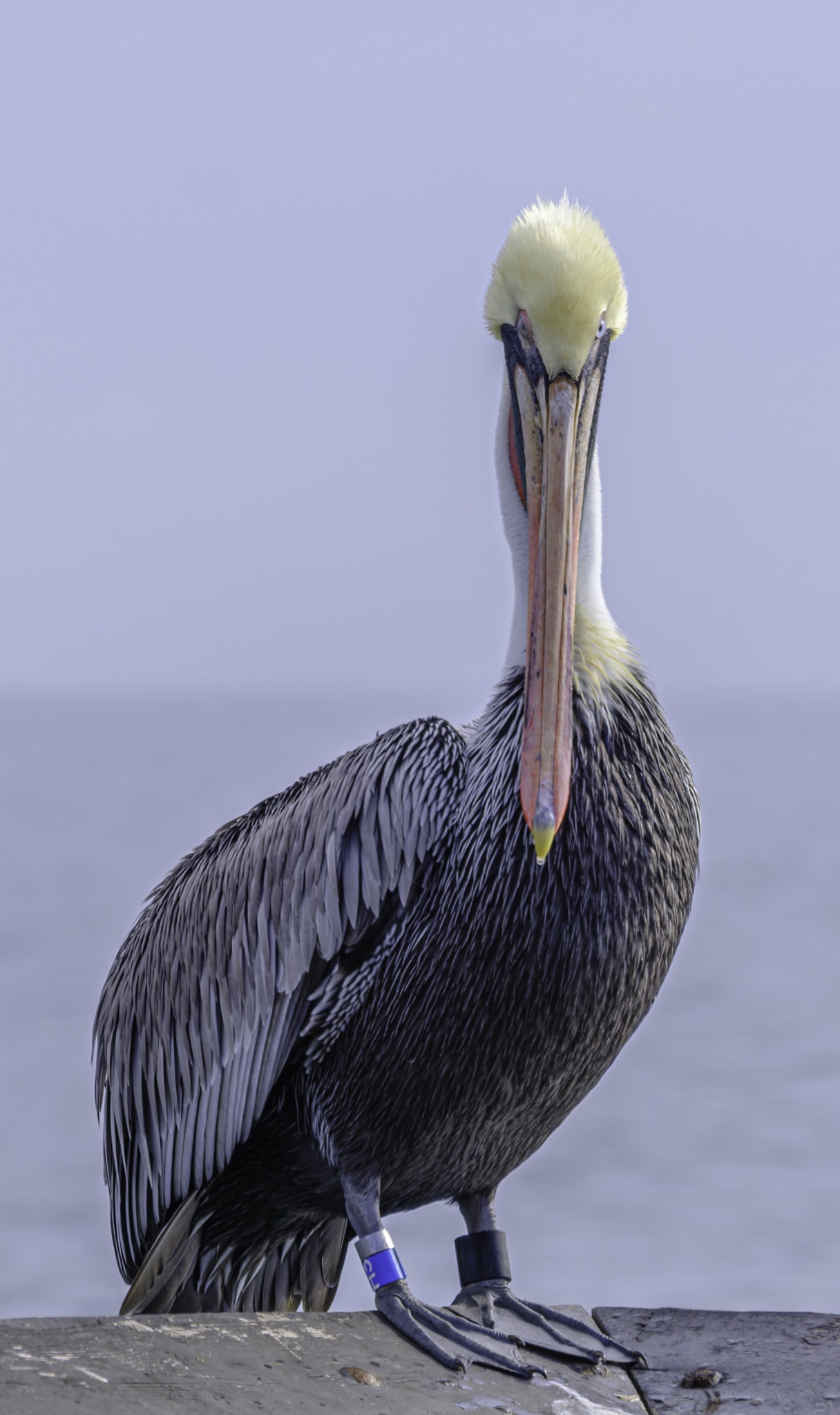 A brown pelican with a yellow head and long beak stands on a wooden surface, wearing a blue leg band.