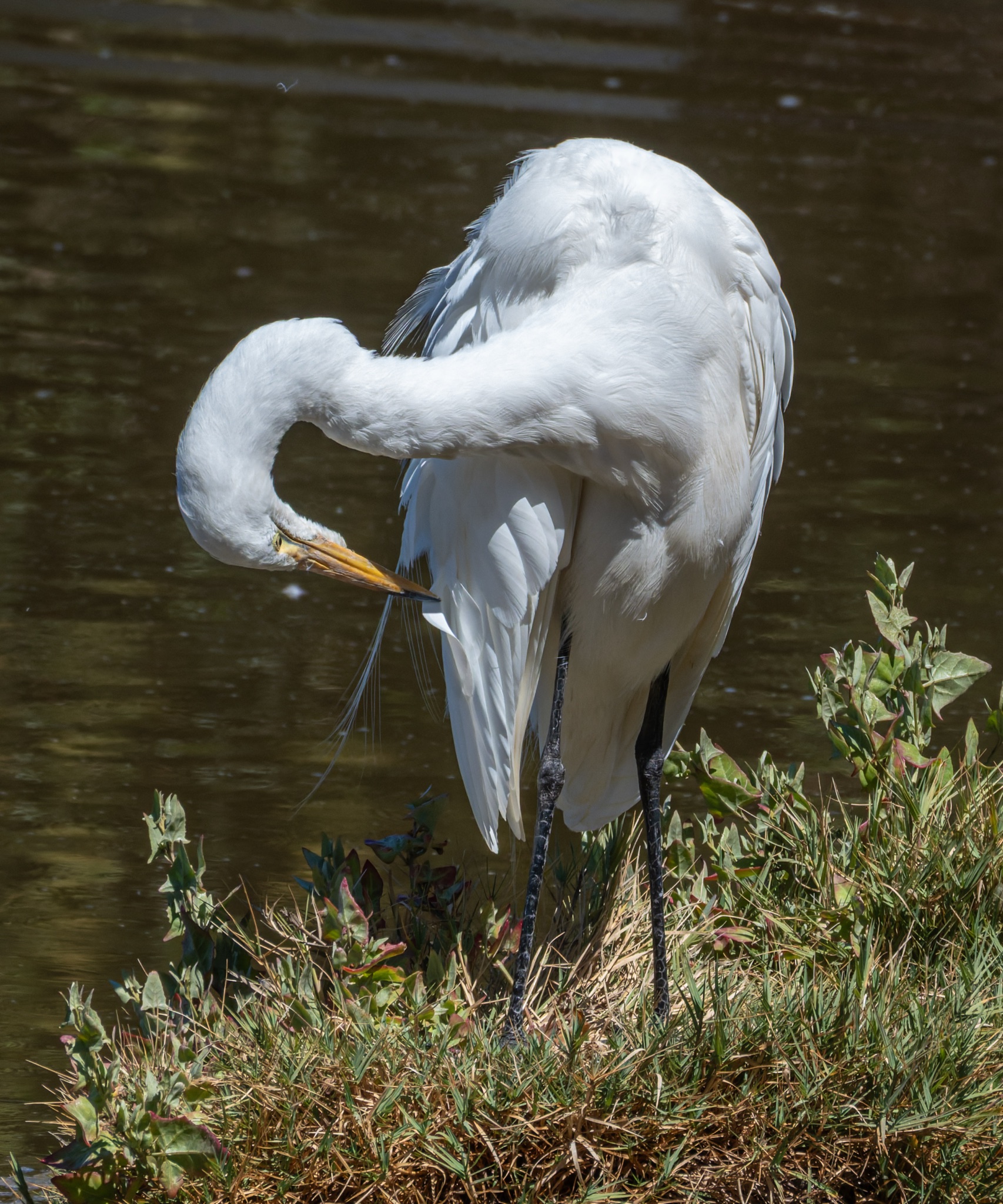 A white Great Egret with a long yellow beak stands on grassy ground by water, bending its neck to preen its feathers.