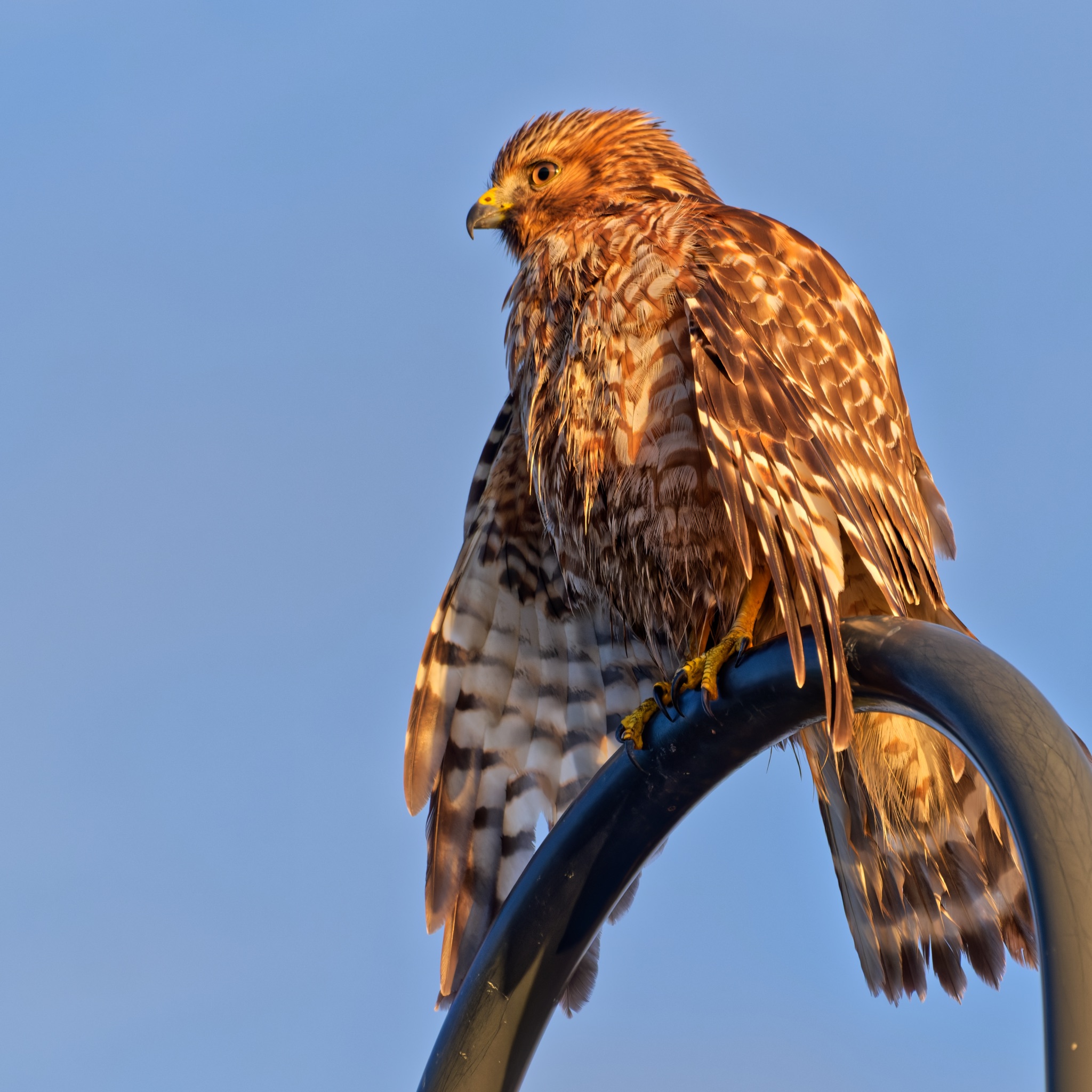 A red-shouldered hawk perches on a curved black metal bar, its golden-brown feathers glowing in warm light against a clear blue sky.
