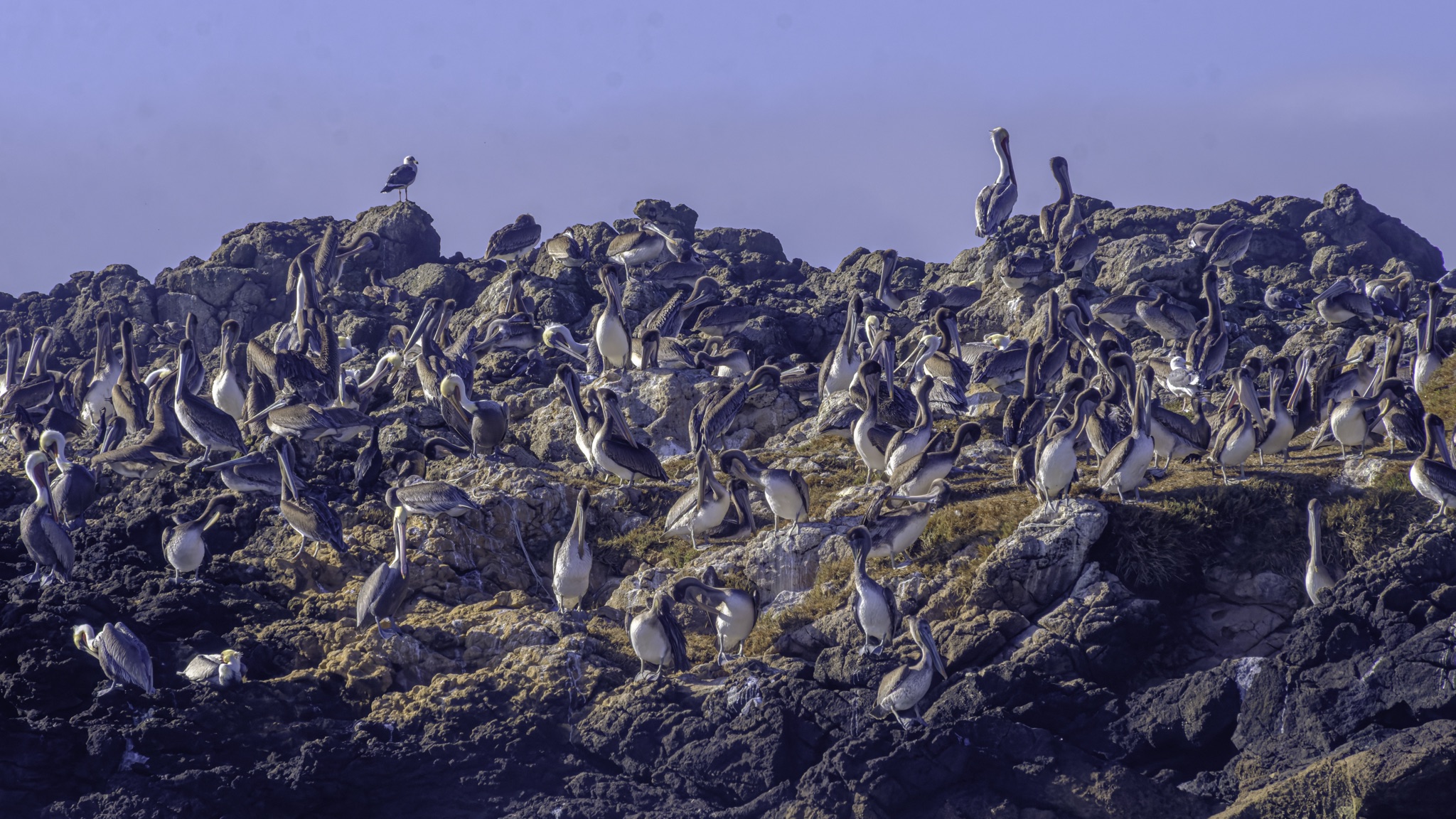 A large colony of brown pelicans roosts on a rugged, rocky cliffside under a clear, pale blue sky.