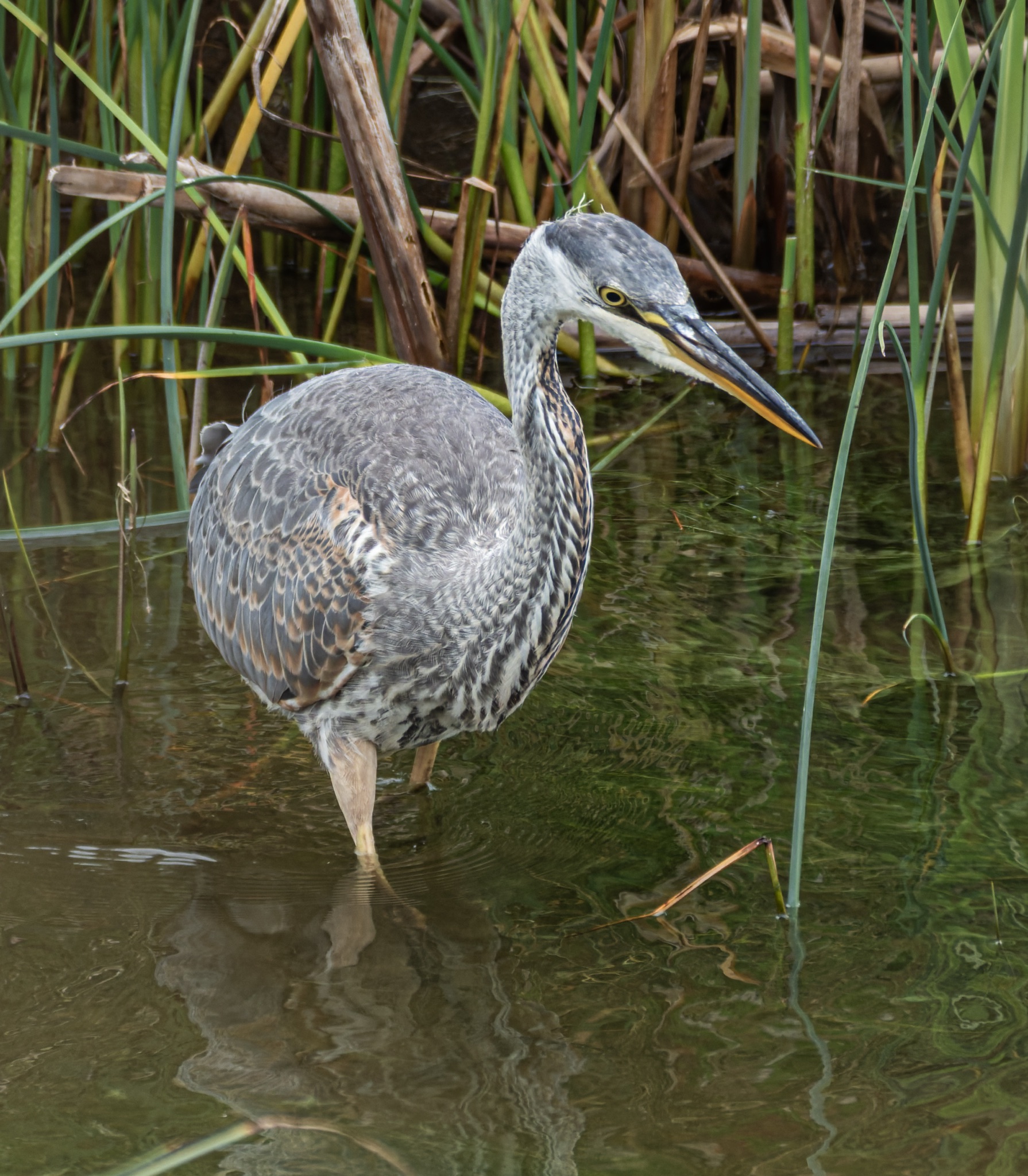 A juvenile Great Blue Heron stands in shallow water, its long beak angled downward as it hunts, surrounded by tall reeds.