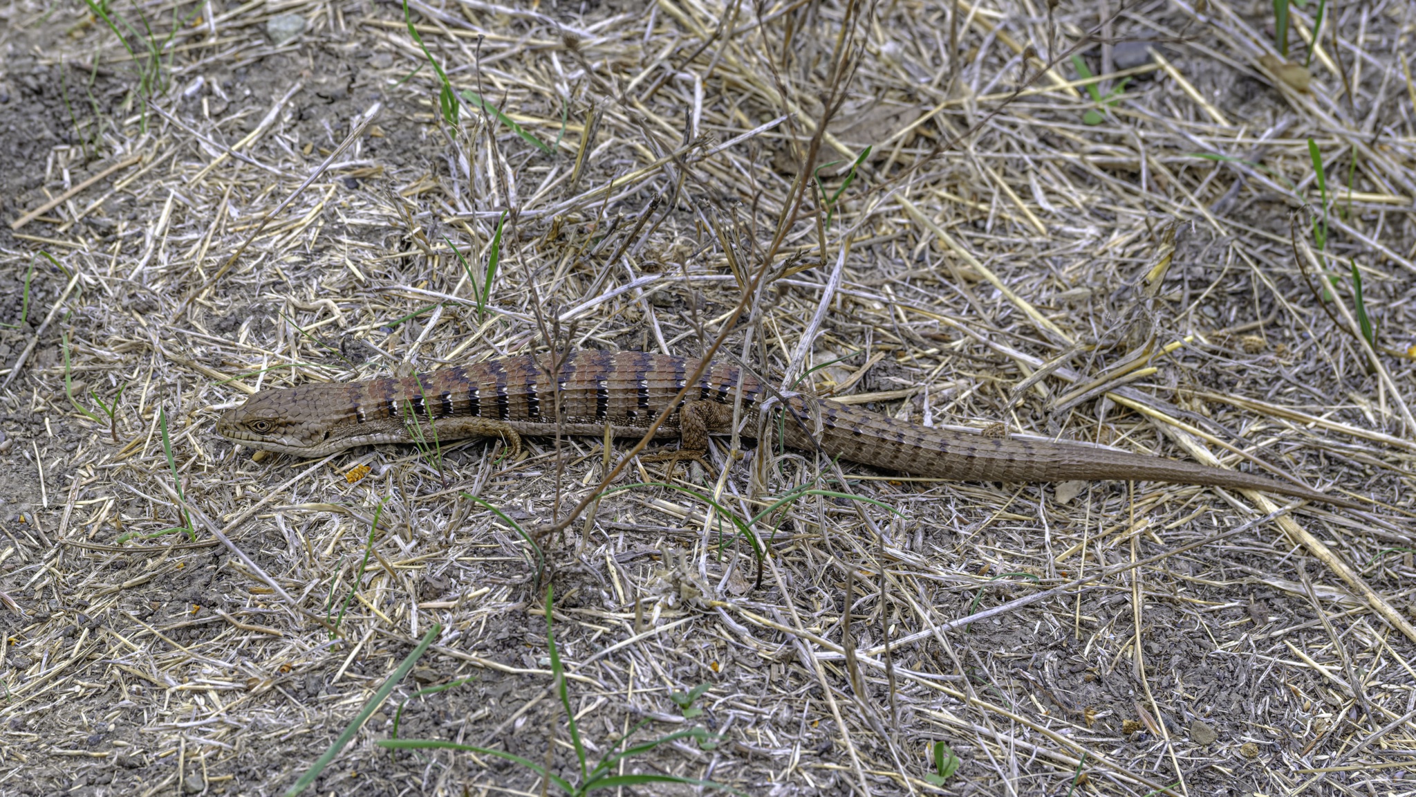 A Southern Alligator Lizard with brown and black striped scales rests on dry straw and dirt, its long tail extending to the right.