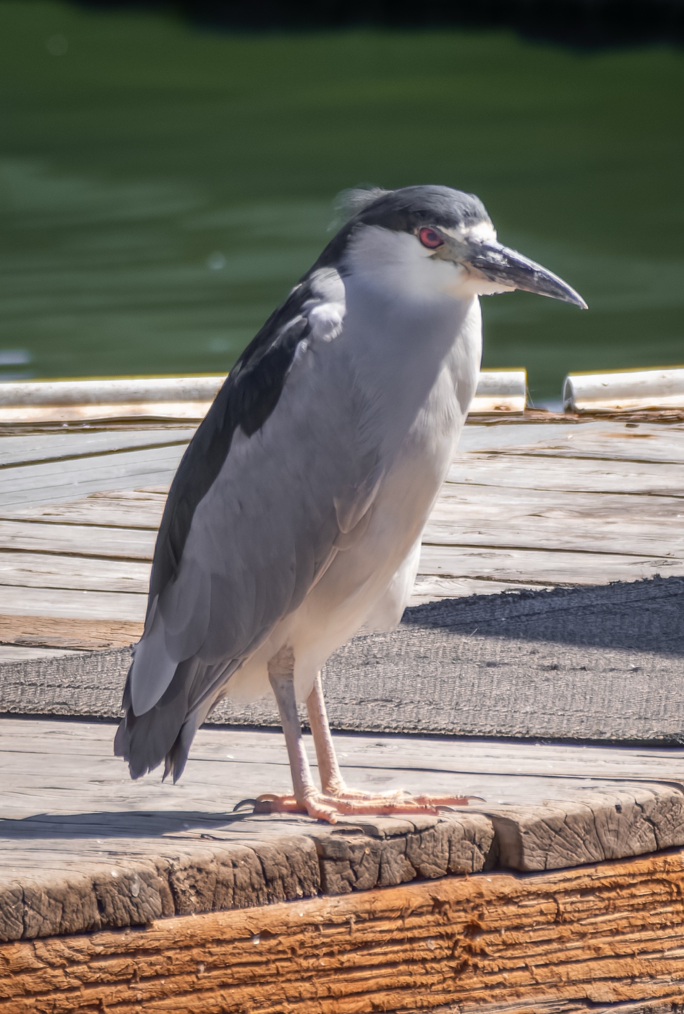 A Black-crowned Night Heron with a black cap and red eye stands on a weathered wooden dock beside green water.