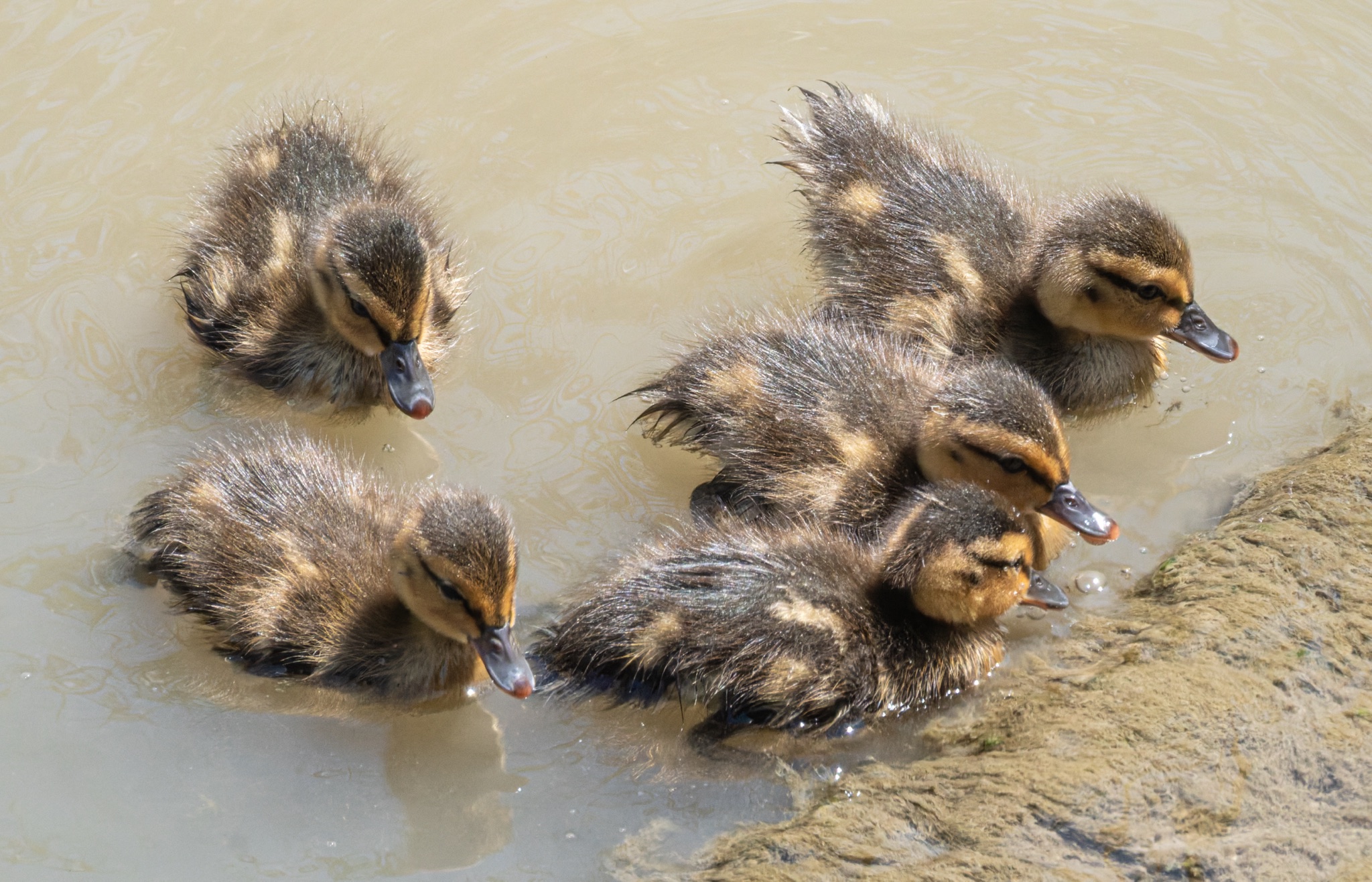 Five fluffy brown and yellow mallard ducklings swim in murky water near a mossy rock.