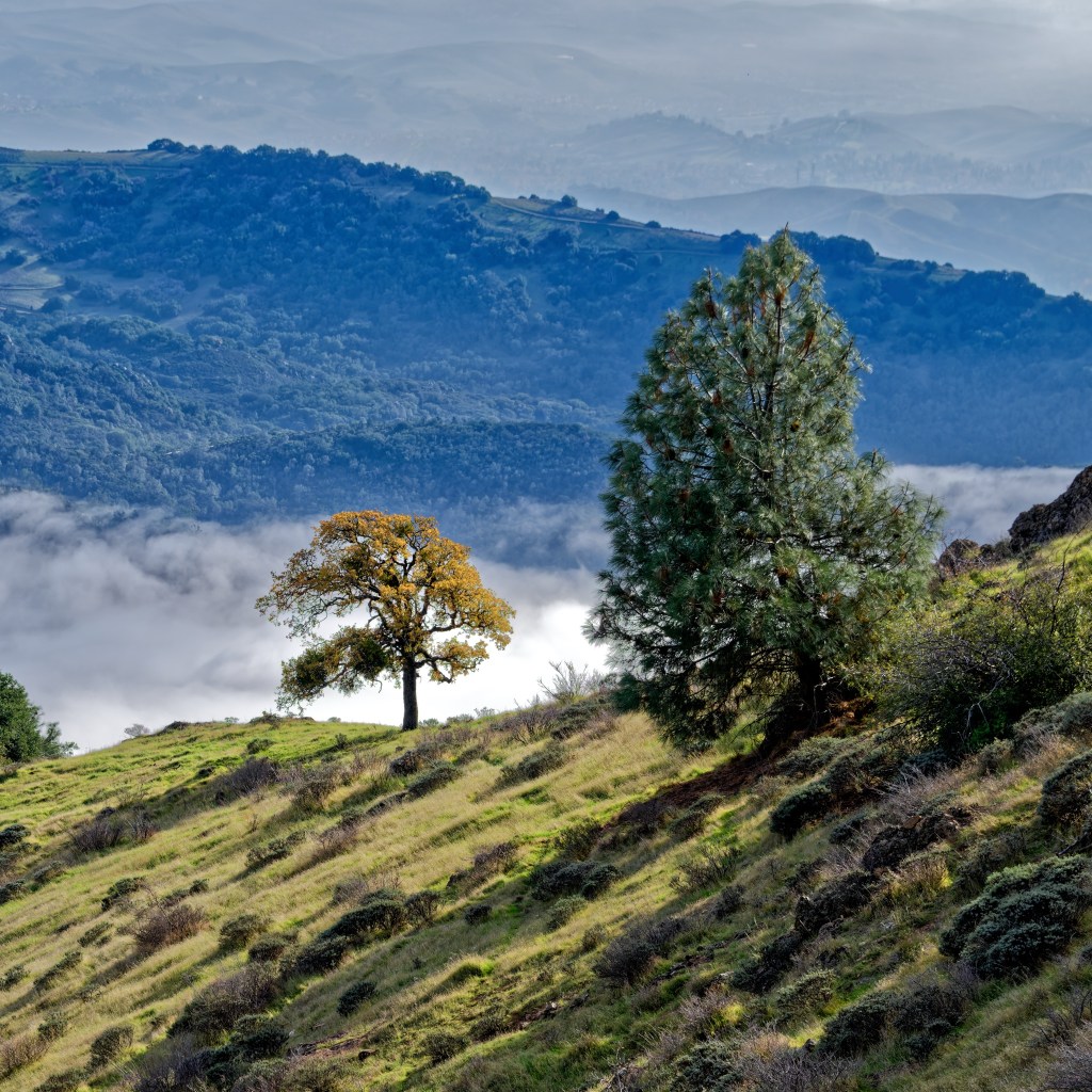 A golden oak and a tall pine stand on a grassy hillside above a sea of clouds, with blue forested ridges rising into misty distance.