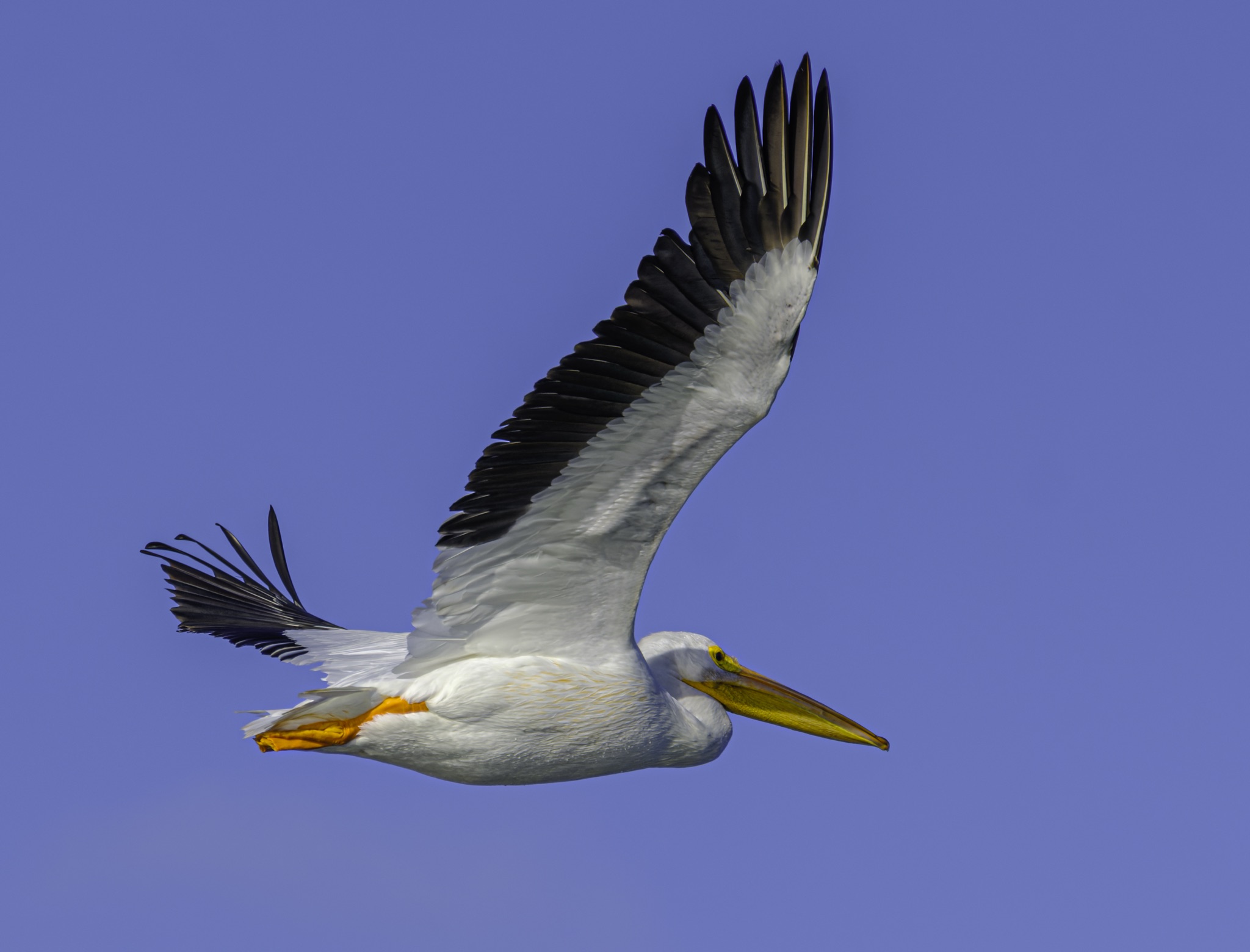 American White Pelican glides through a clear blue sky, wings spread wide with black flight feathers and a long yellow beak.